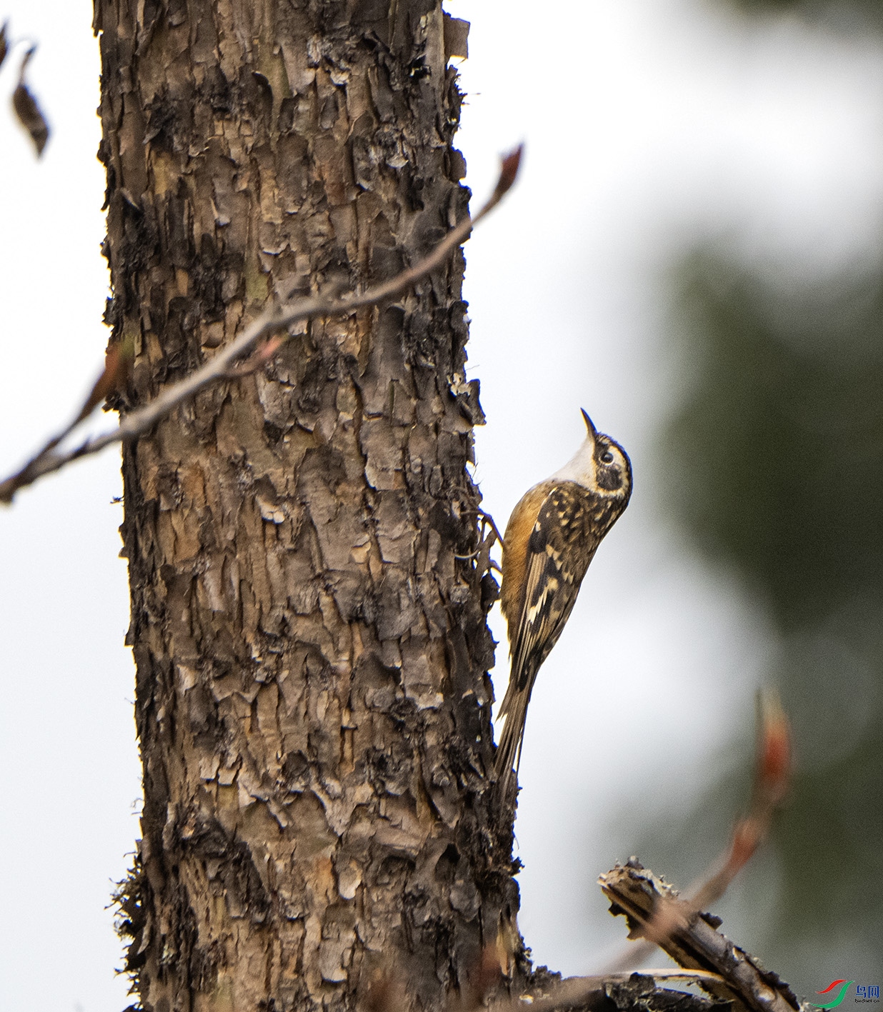 DSC_1002 ����.jpg