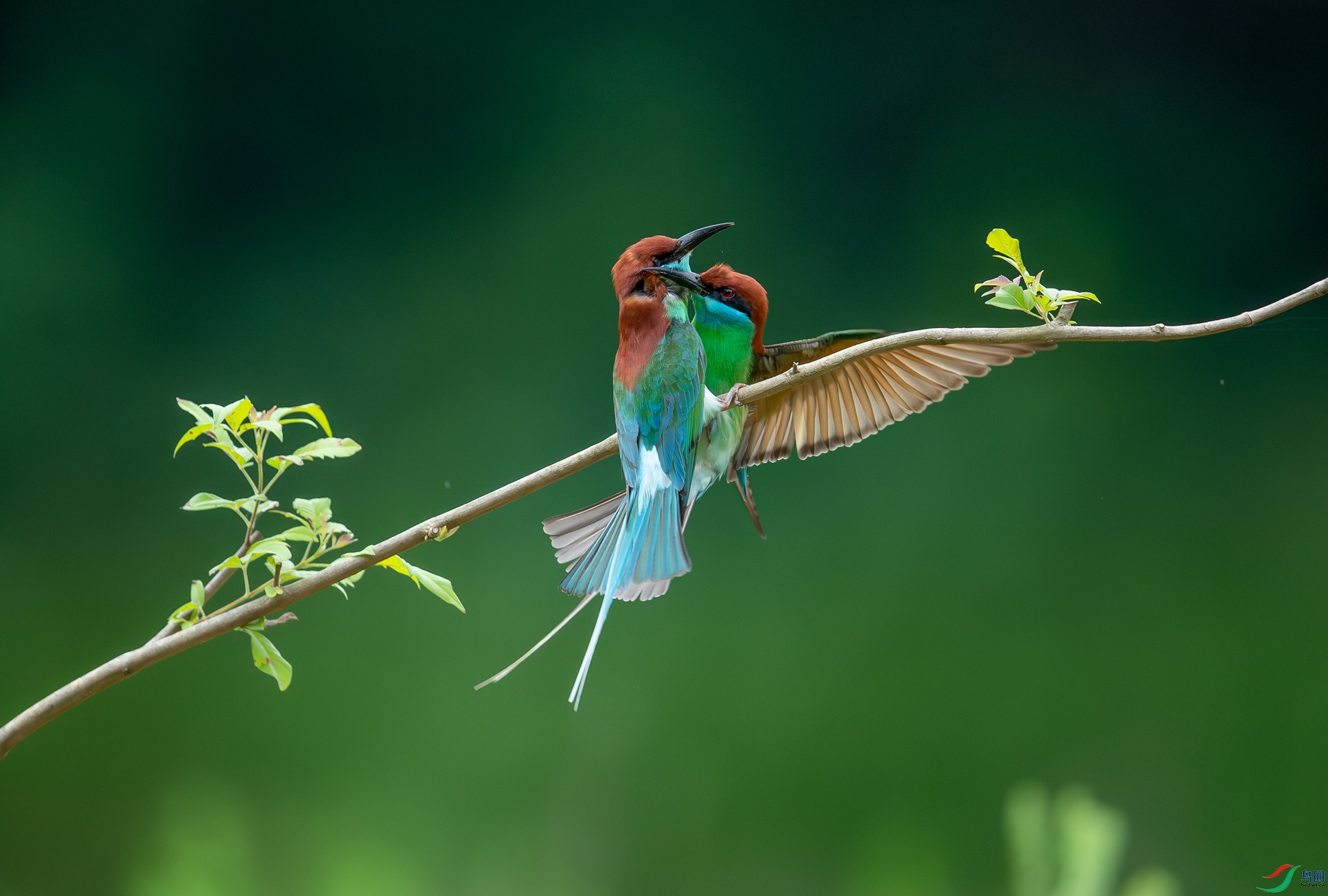 DSC_9539-����ǿ-NR.jpg
