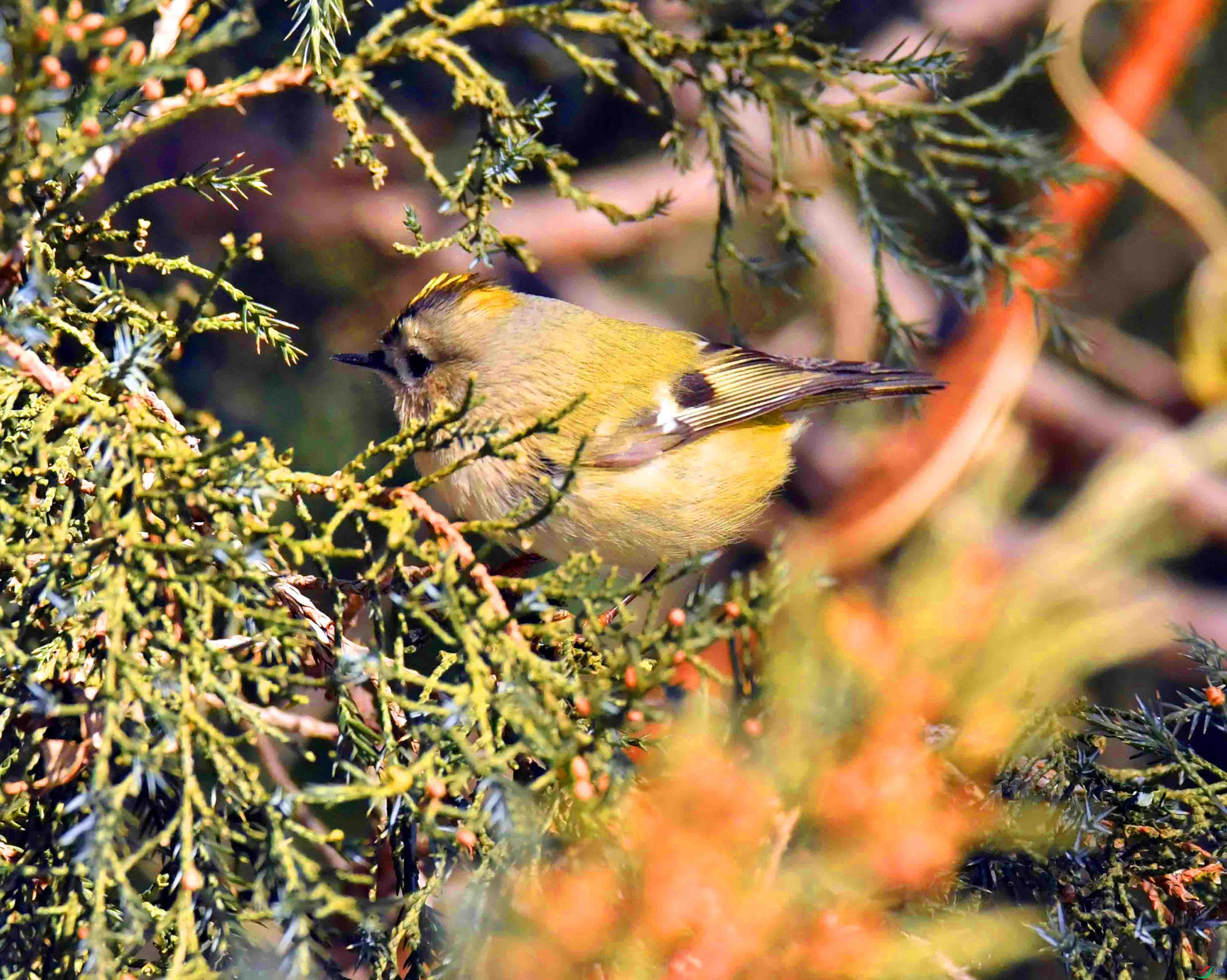 DSC_2816.JPG