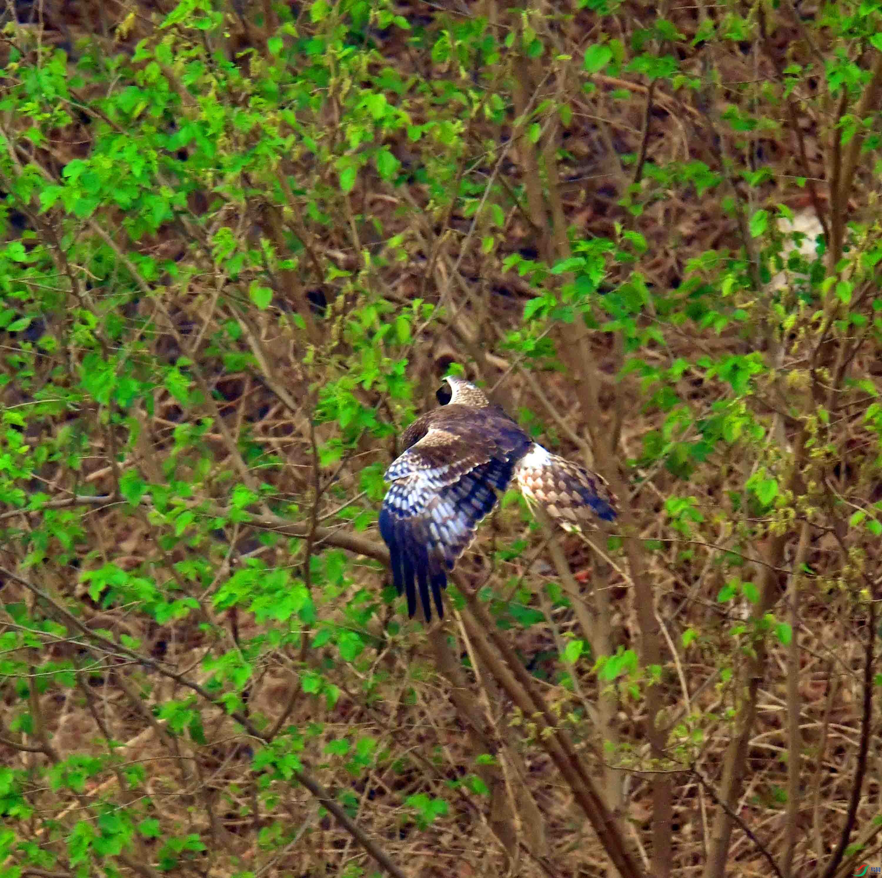 DSC_3217.JPG