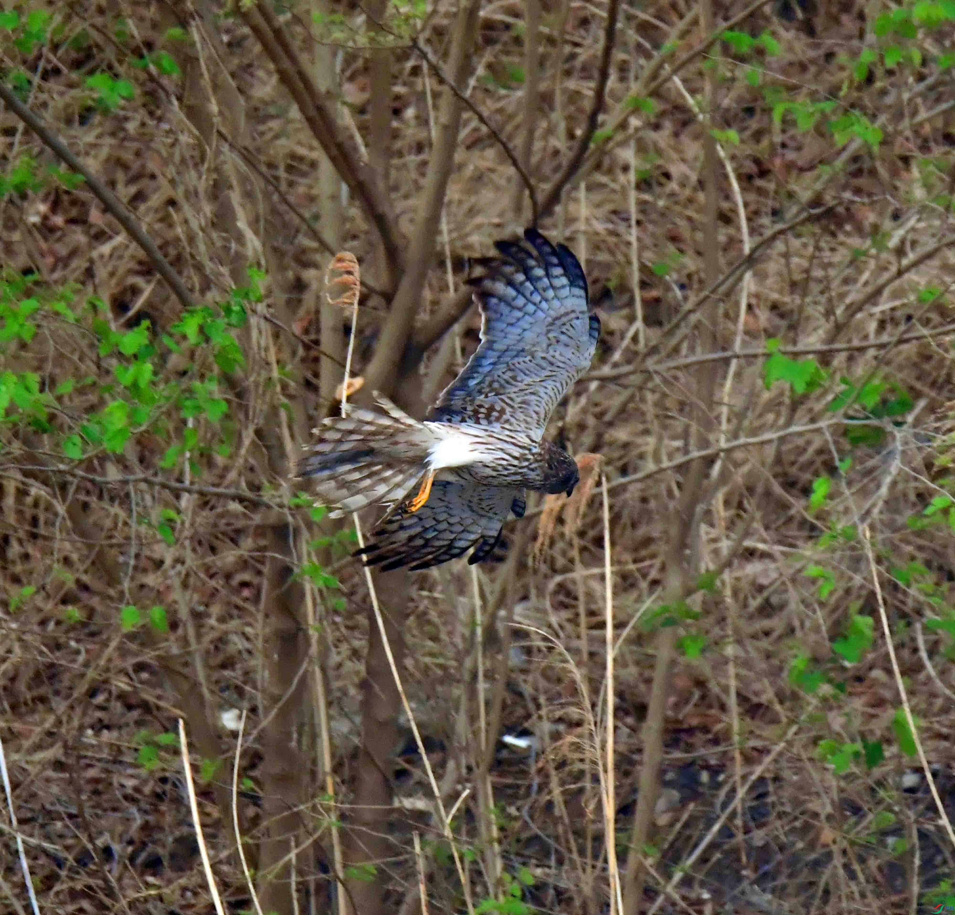 DSC_3221.JPG