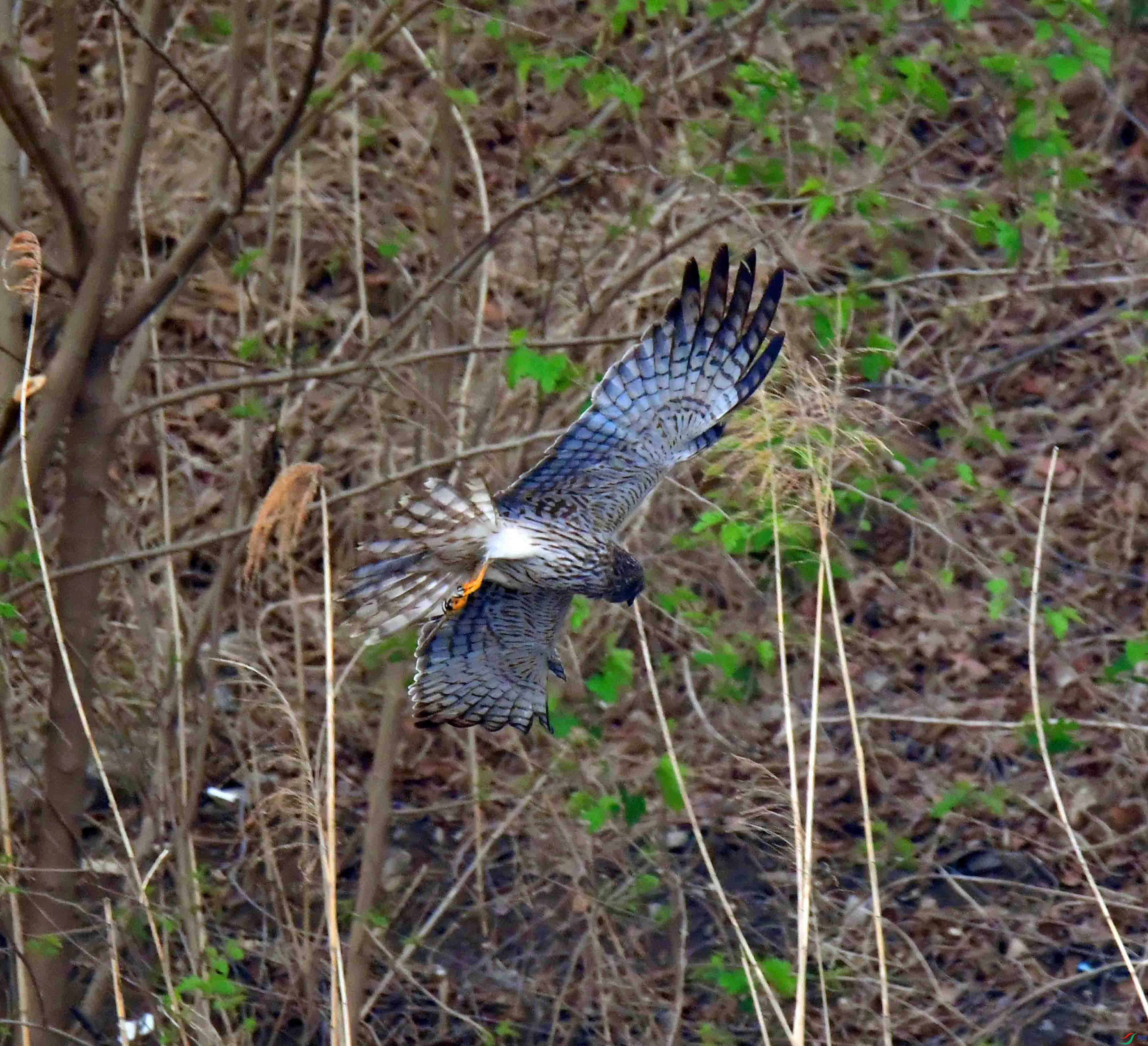 DSC_3222.JPG