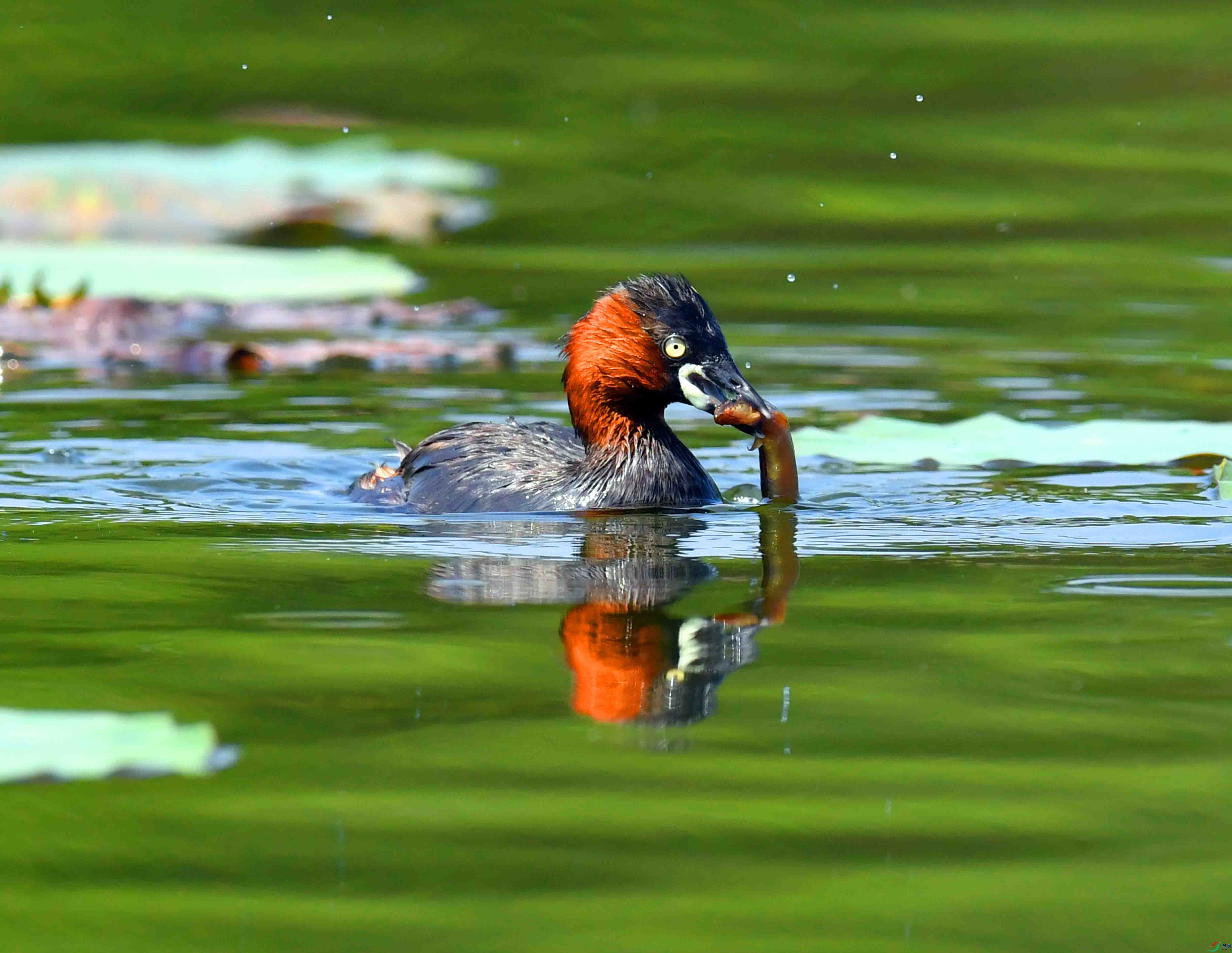 DSC_2685.JPG
