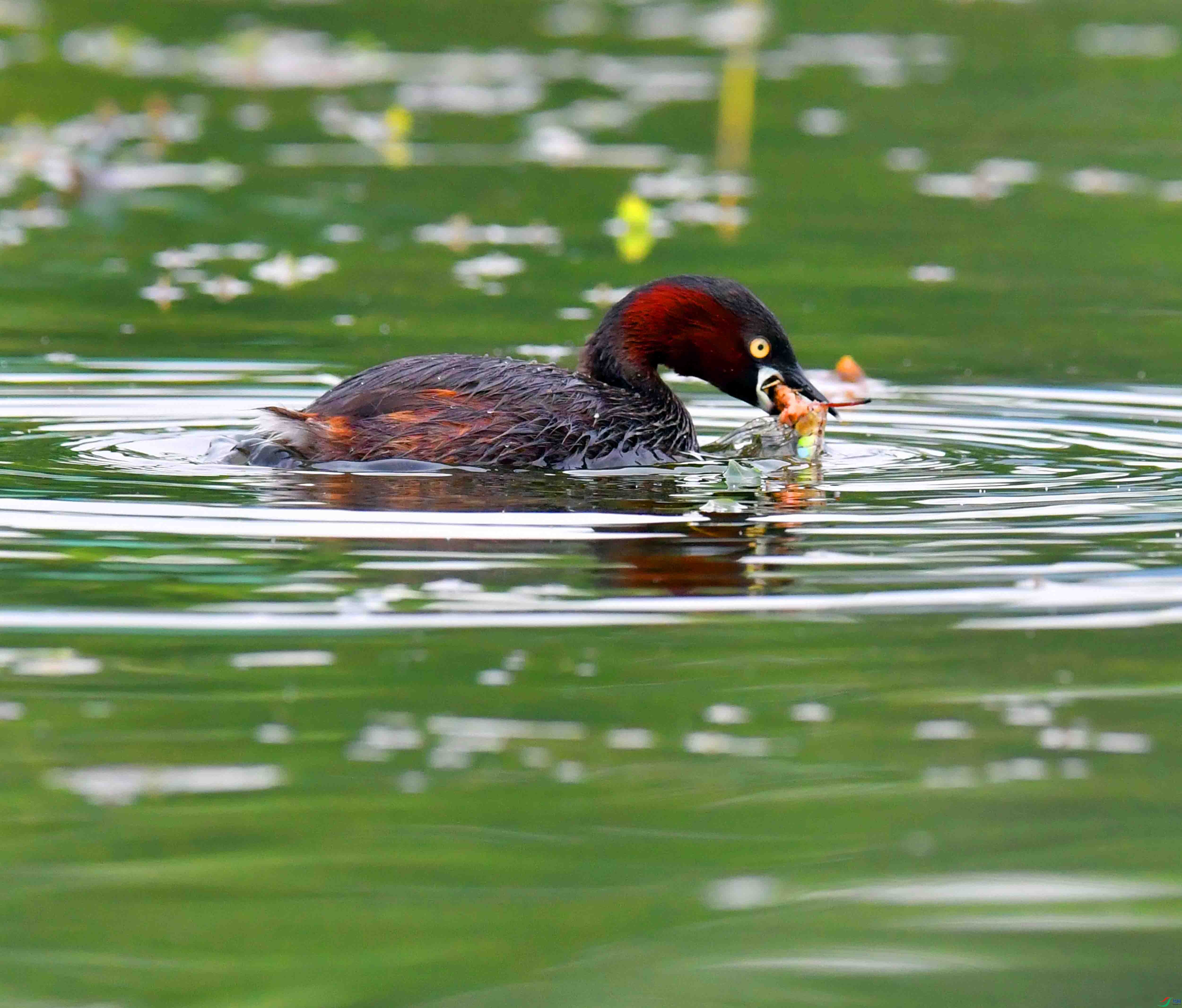 DSC_6123.JPG