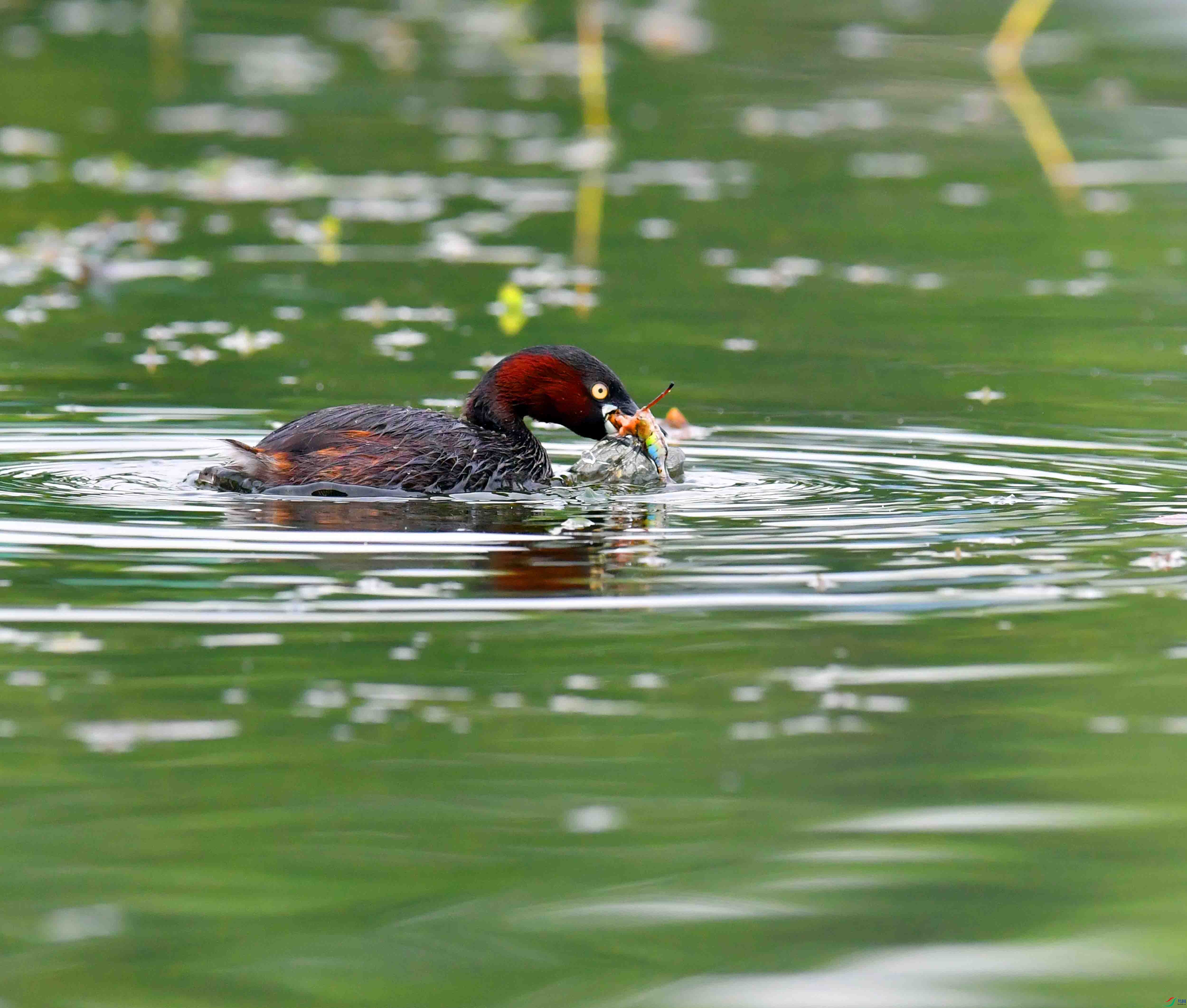 DSC_6124.JPG