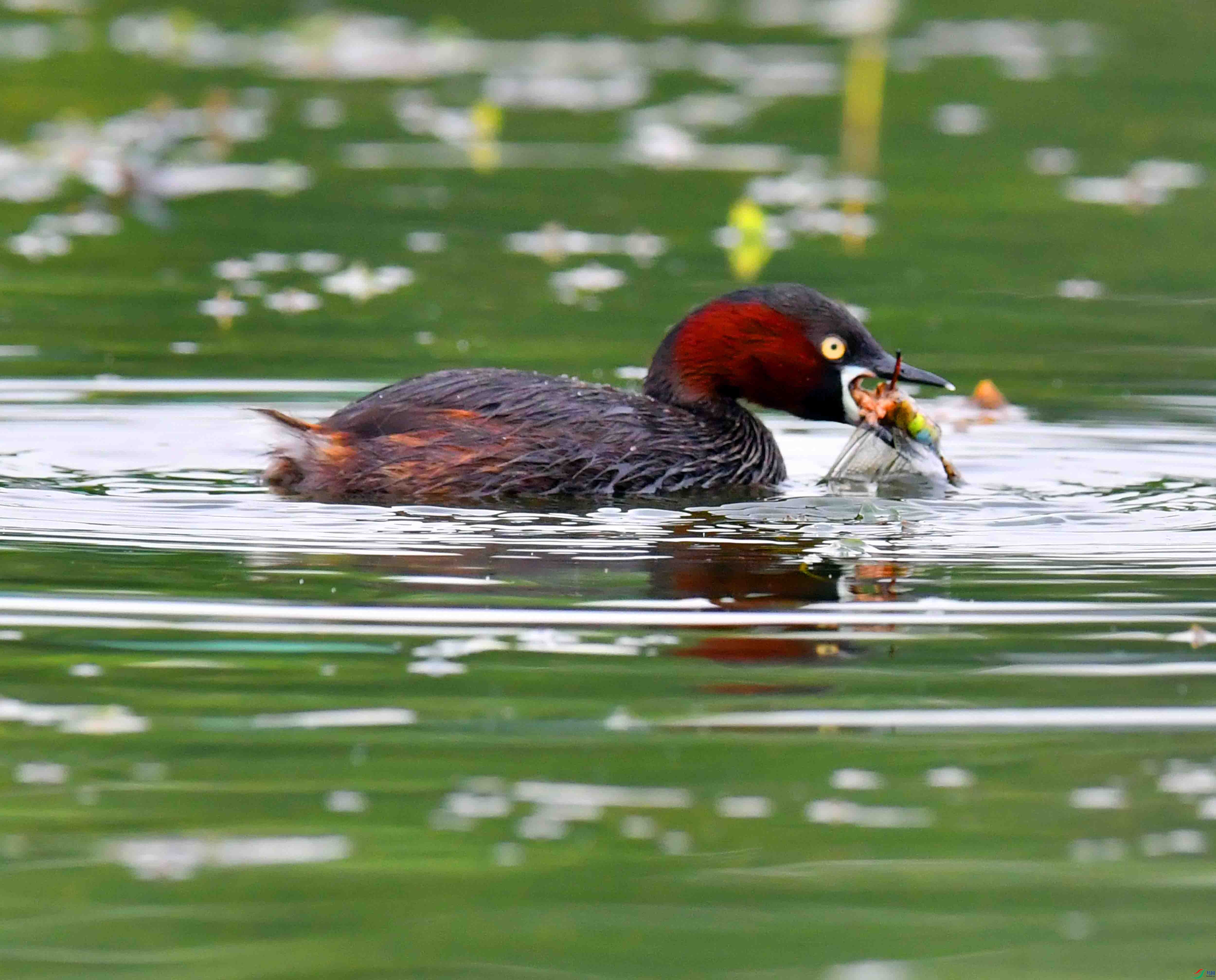 DSC_6126.JPG