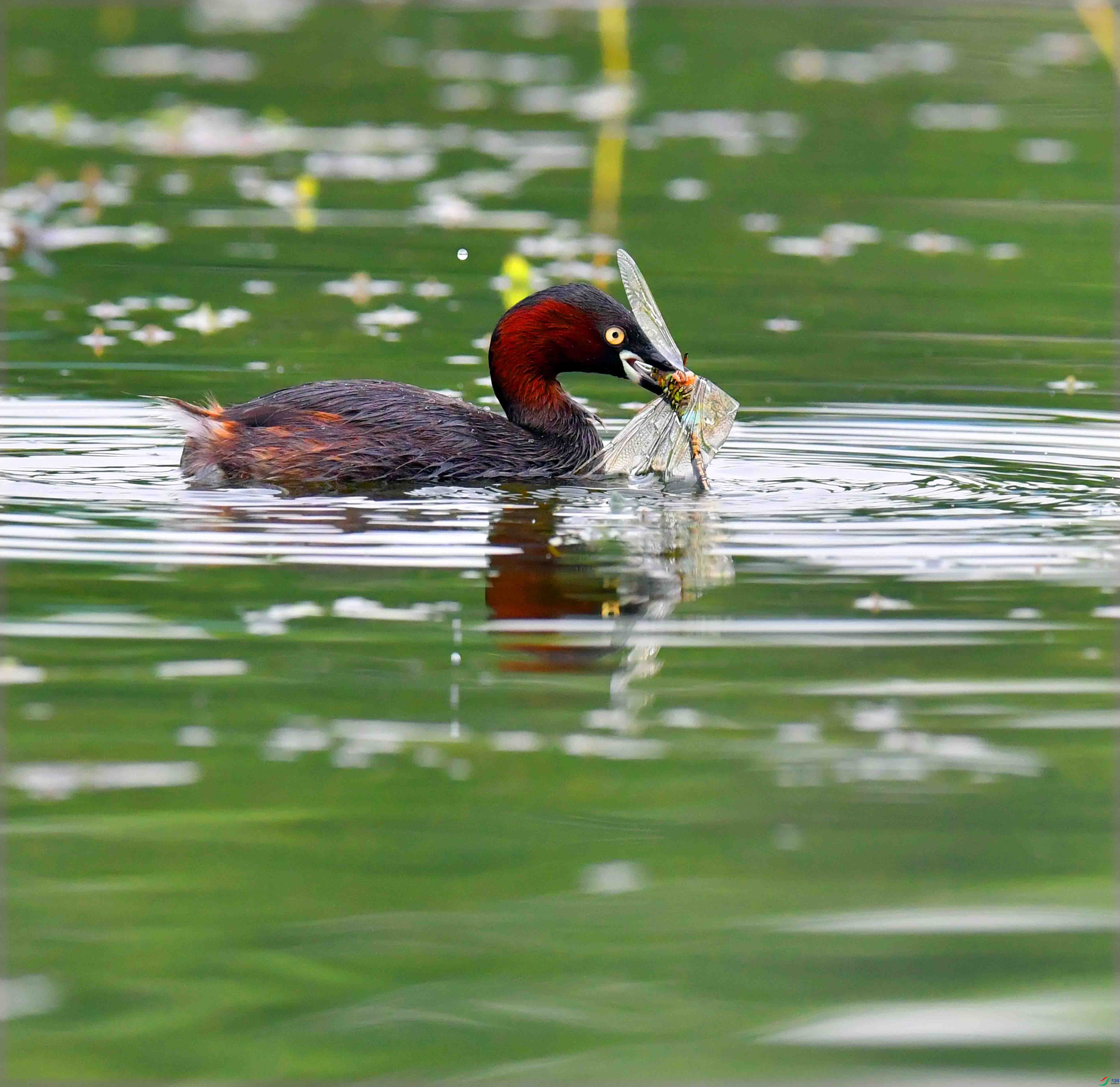 DSC_6129.JPG