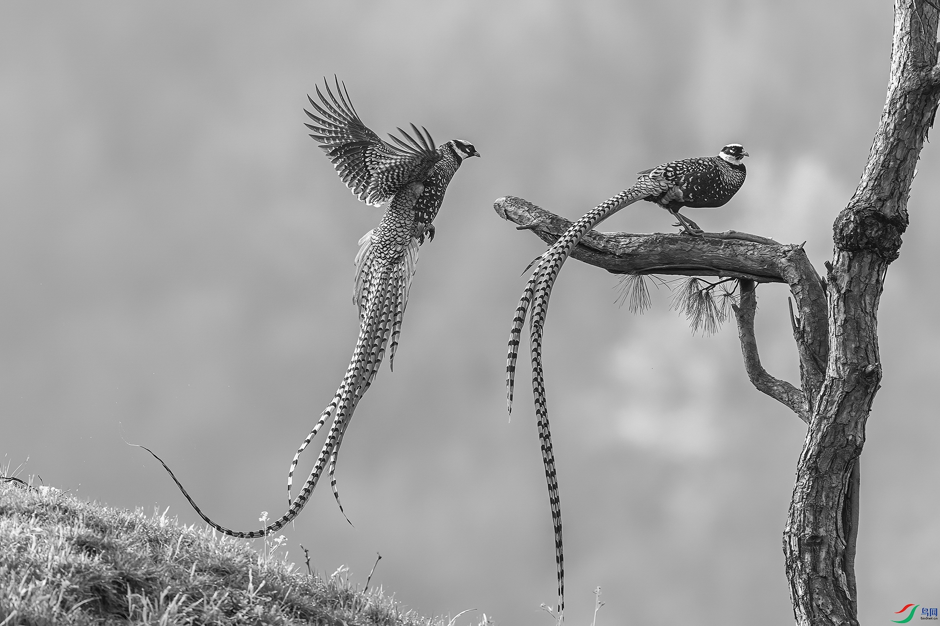 0_D5D7317-NEF_DxO_DeepPRIME00 (2).jpg