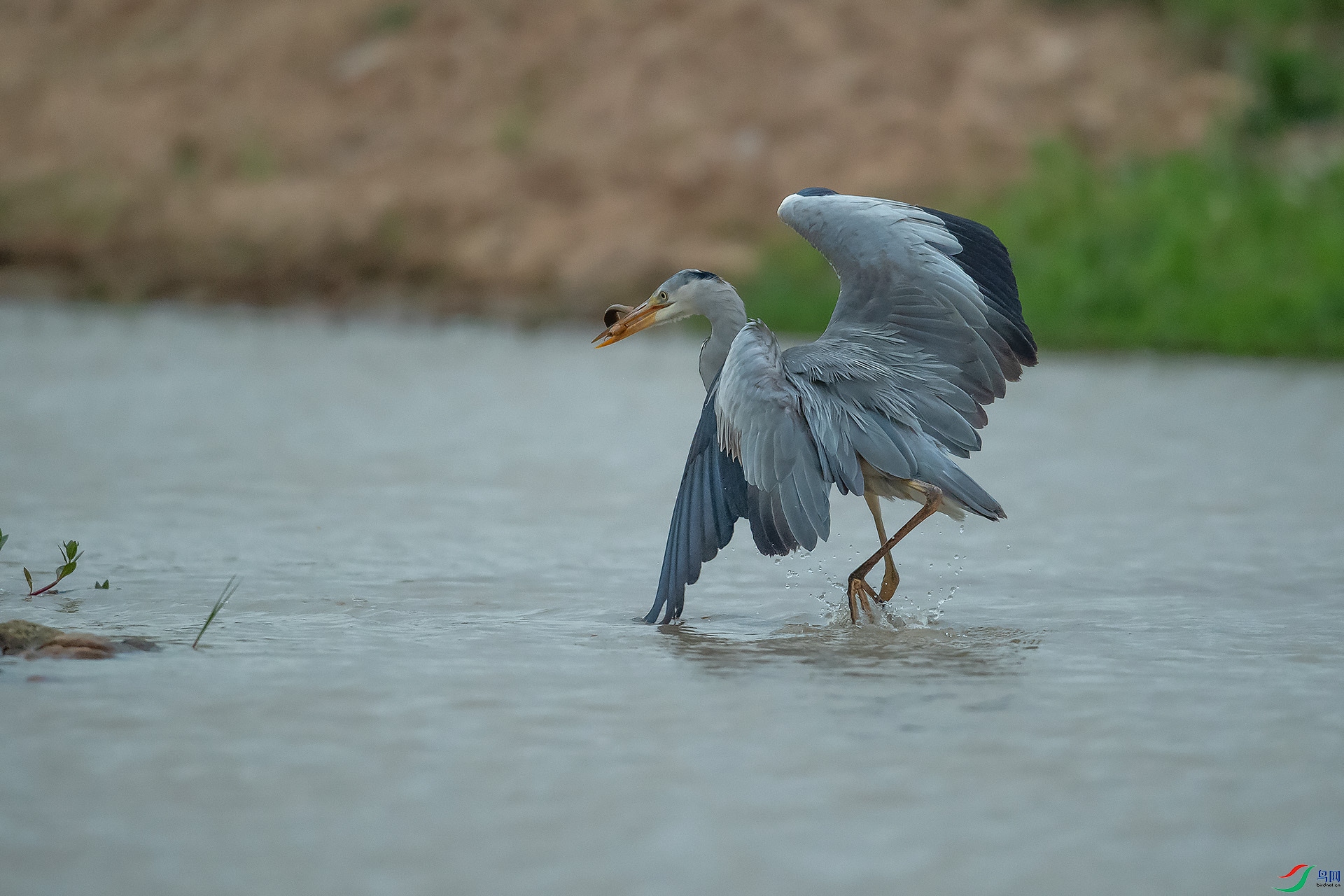 DSC_1445.jpg