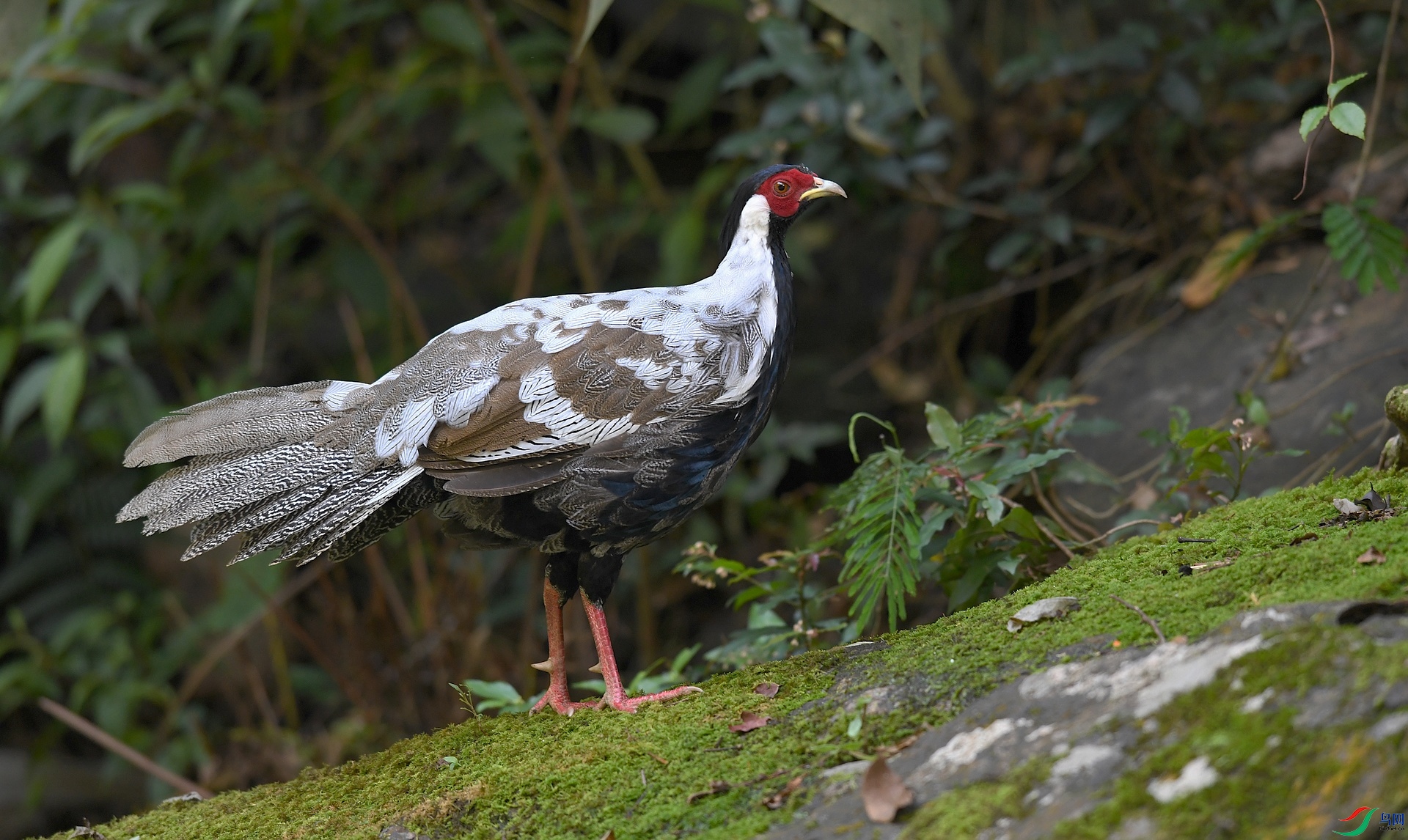 DSC_6781.jpg