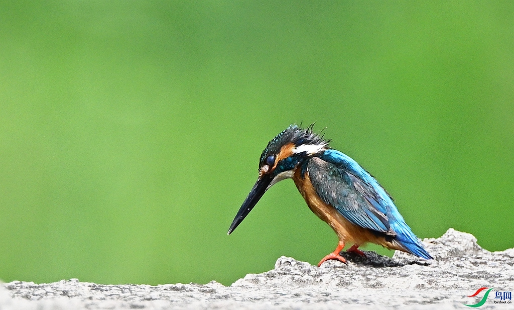 DSC_1191.JPG