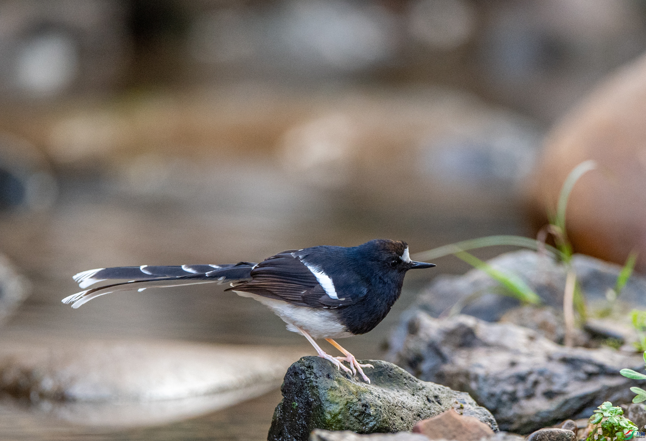 DSC_3751С��.JPG