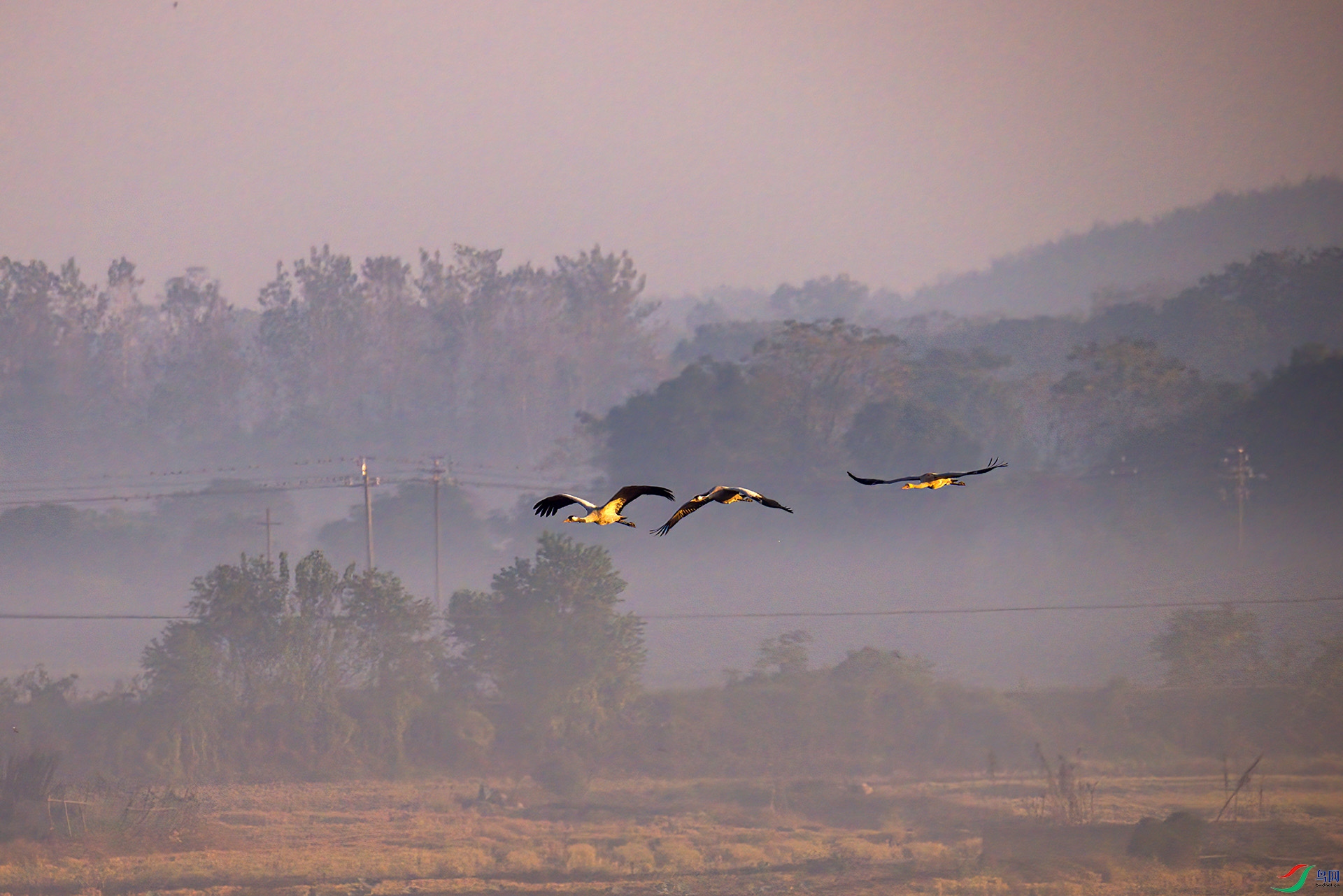 407A1821-Sha----1  .jpg