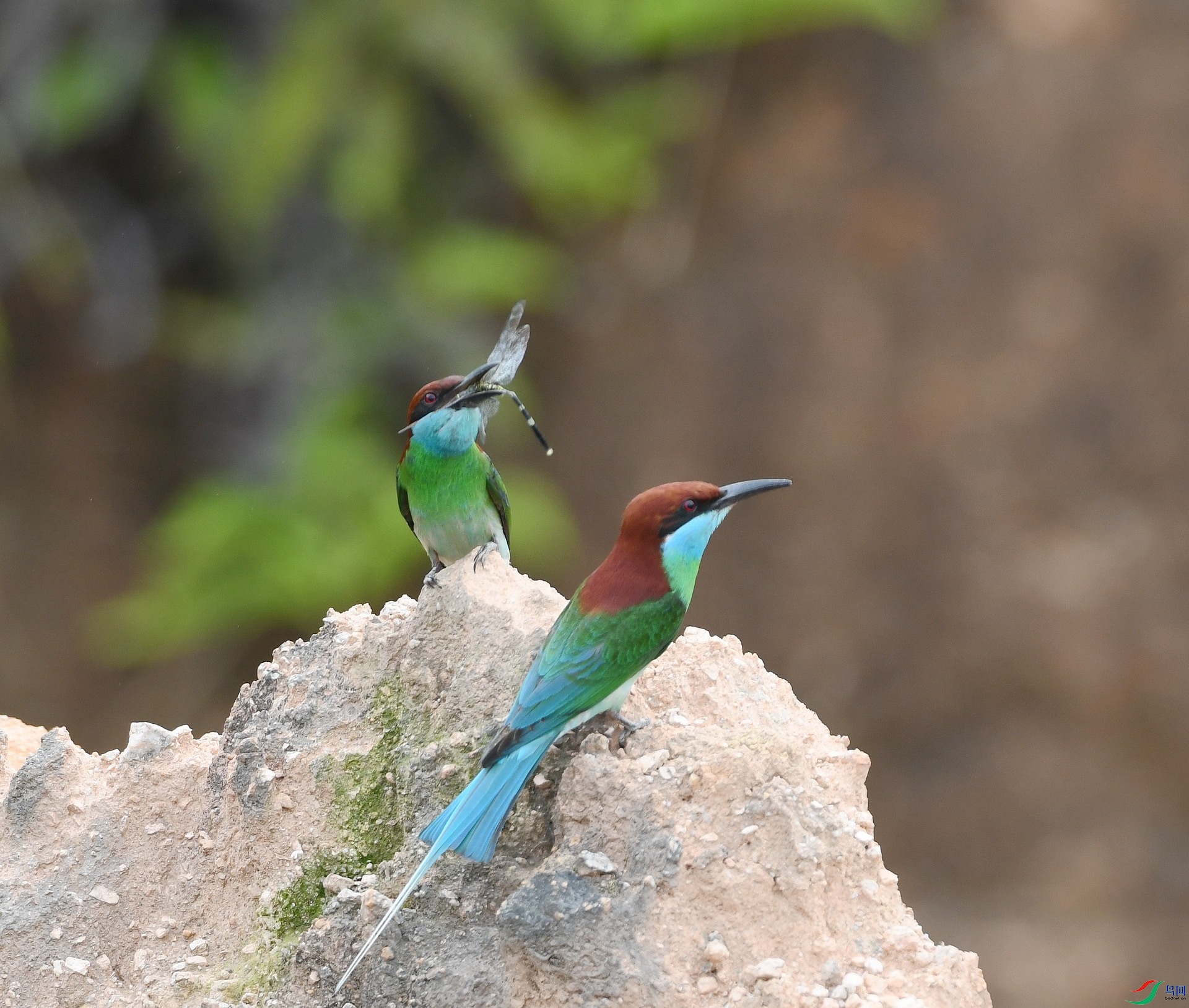 DSC_1196.jpg