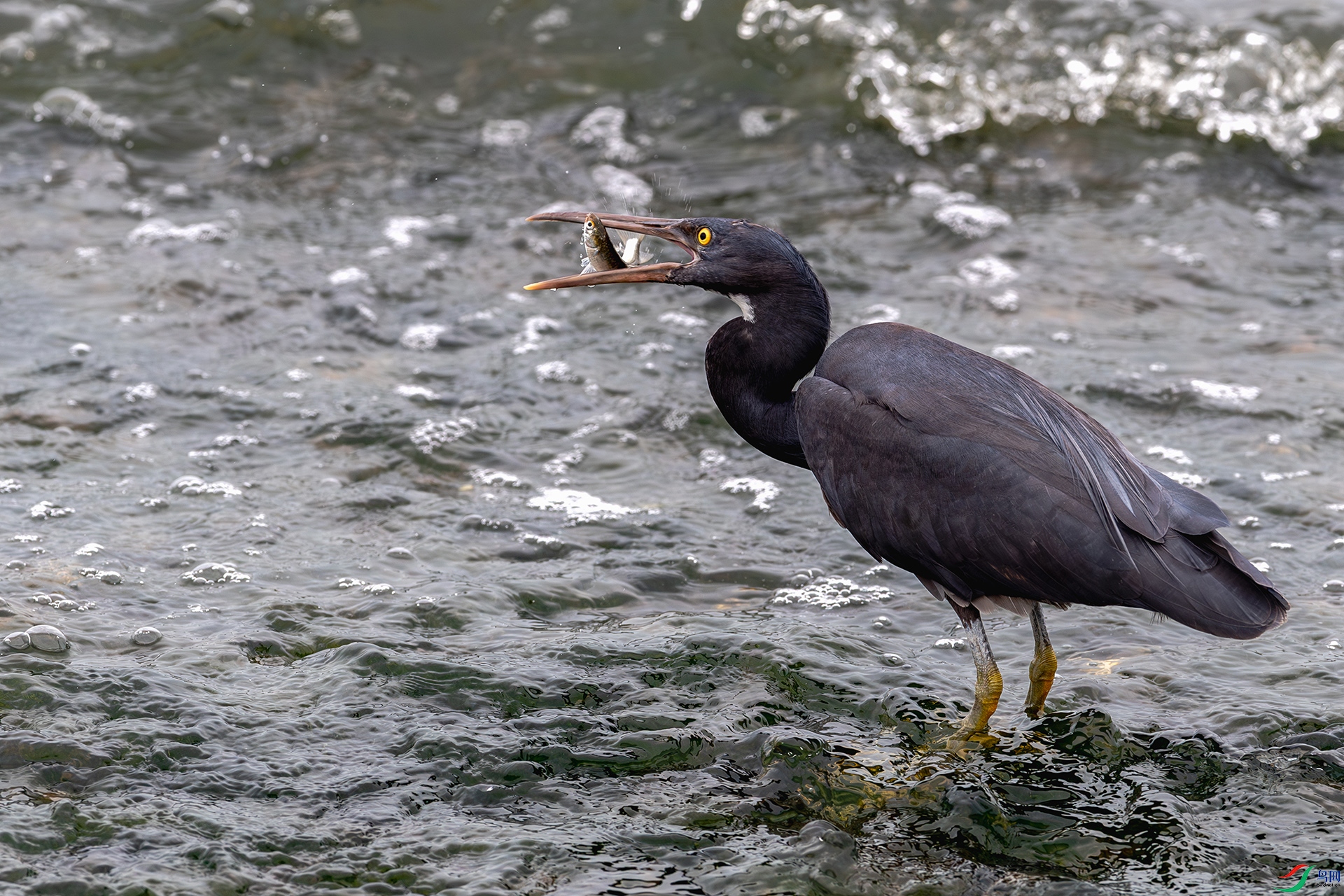 20250611������ʳ ����.jpg