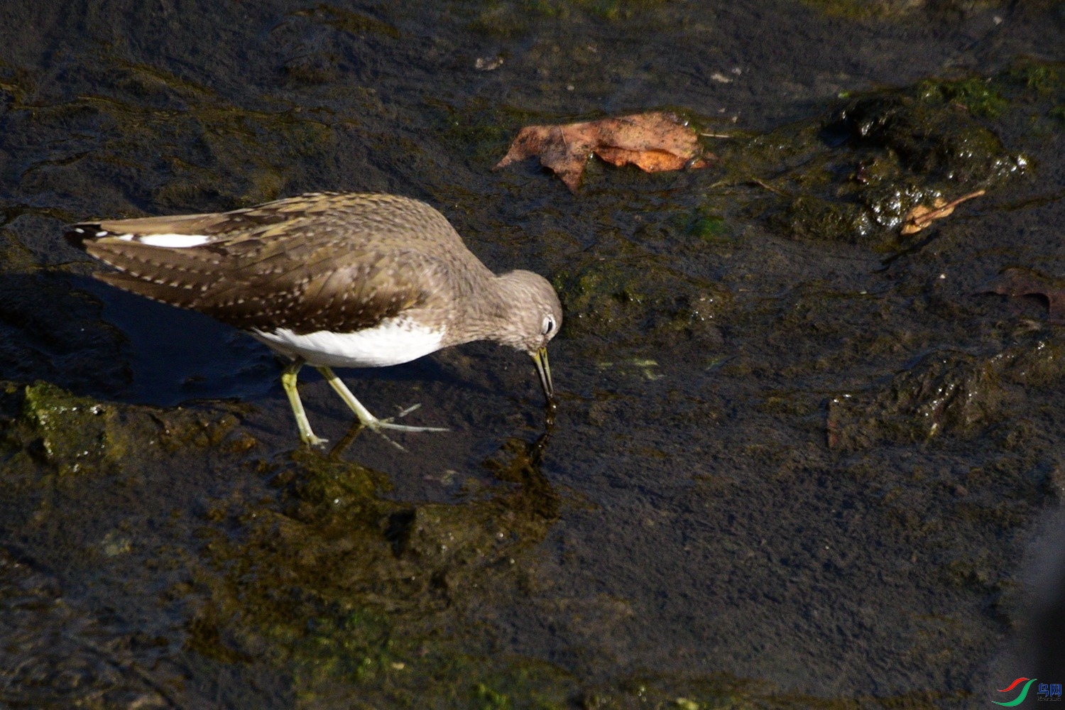 DSC_3561.JPG