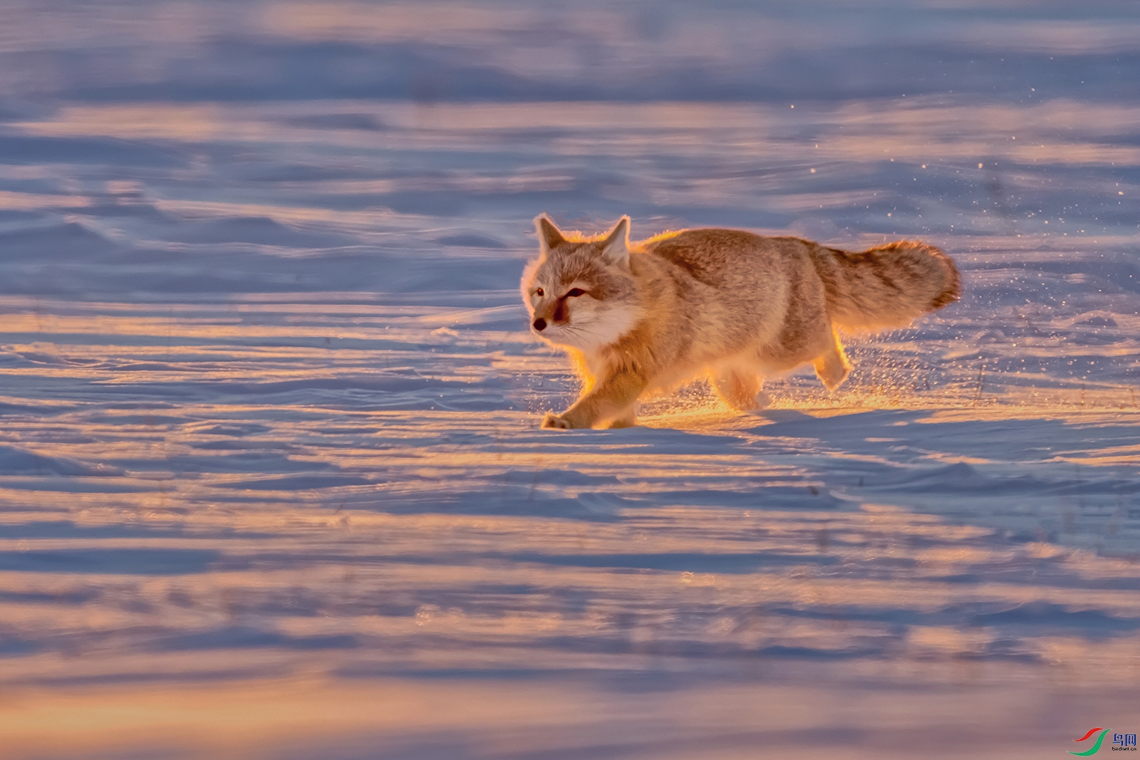 ɳ��----ѩҰ���