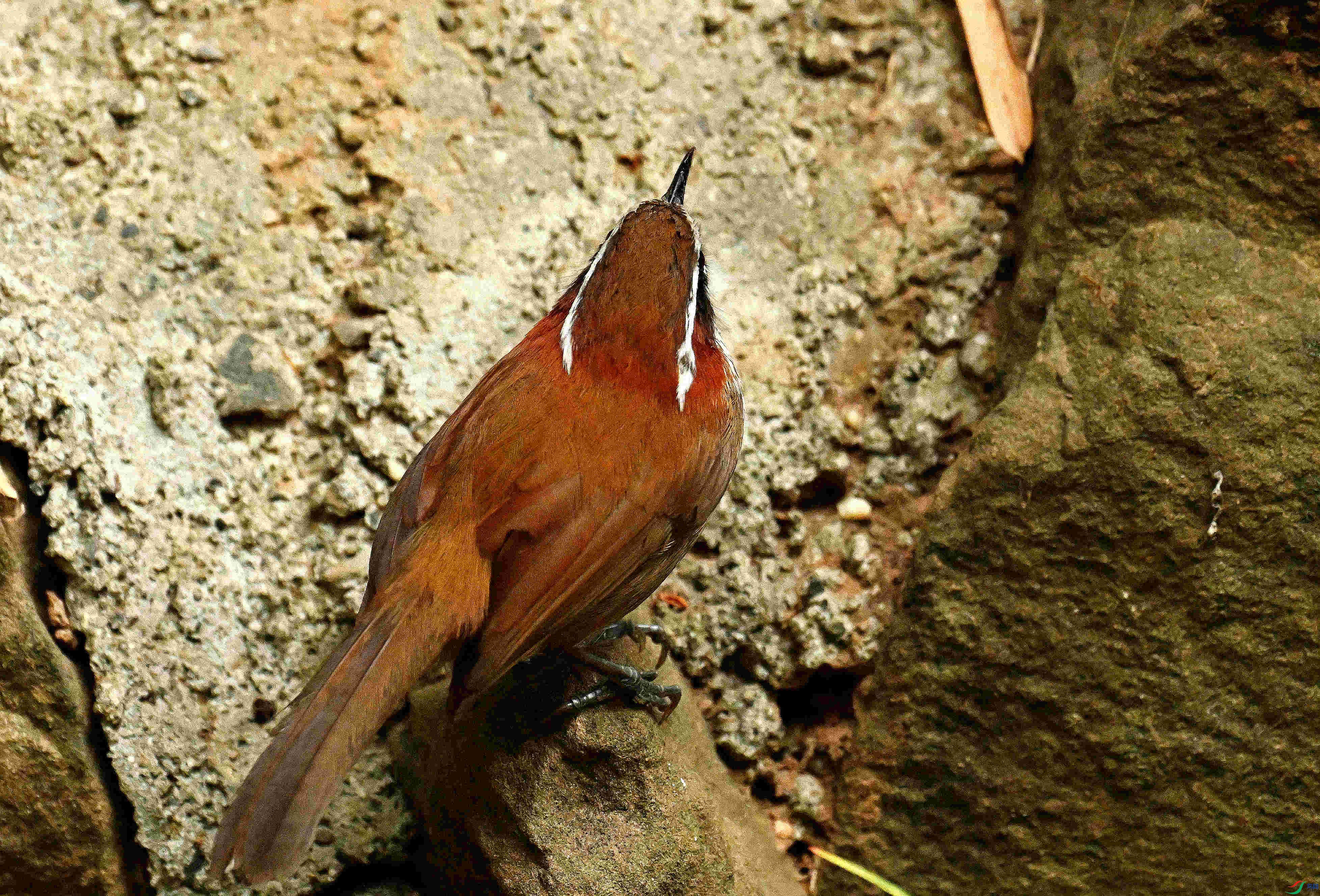 DSC_9175.JPG