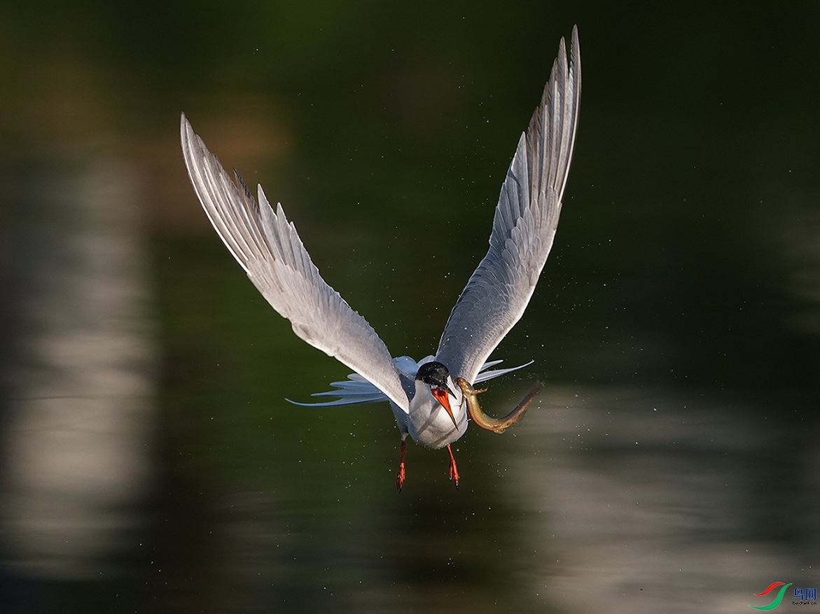 DSC00478 ����.jpg