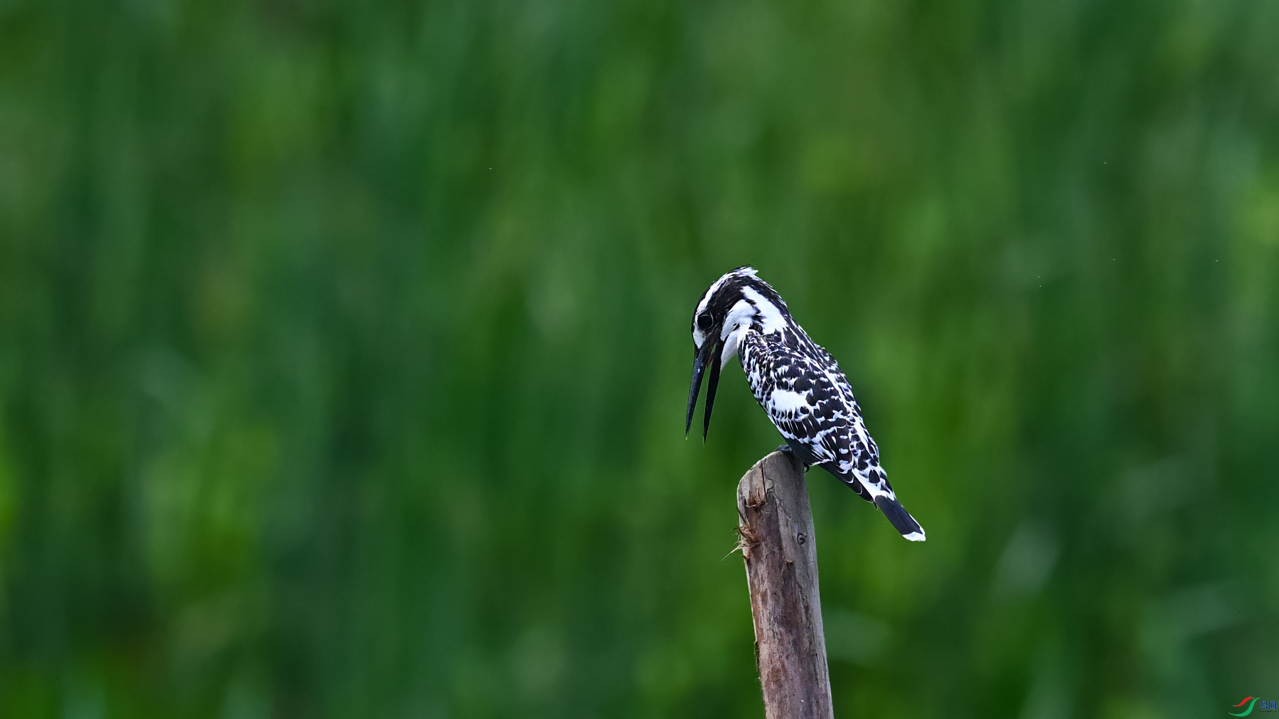 DSC_7833.jpg
