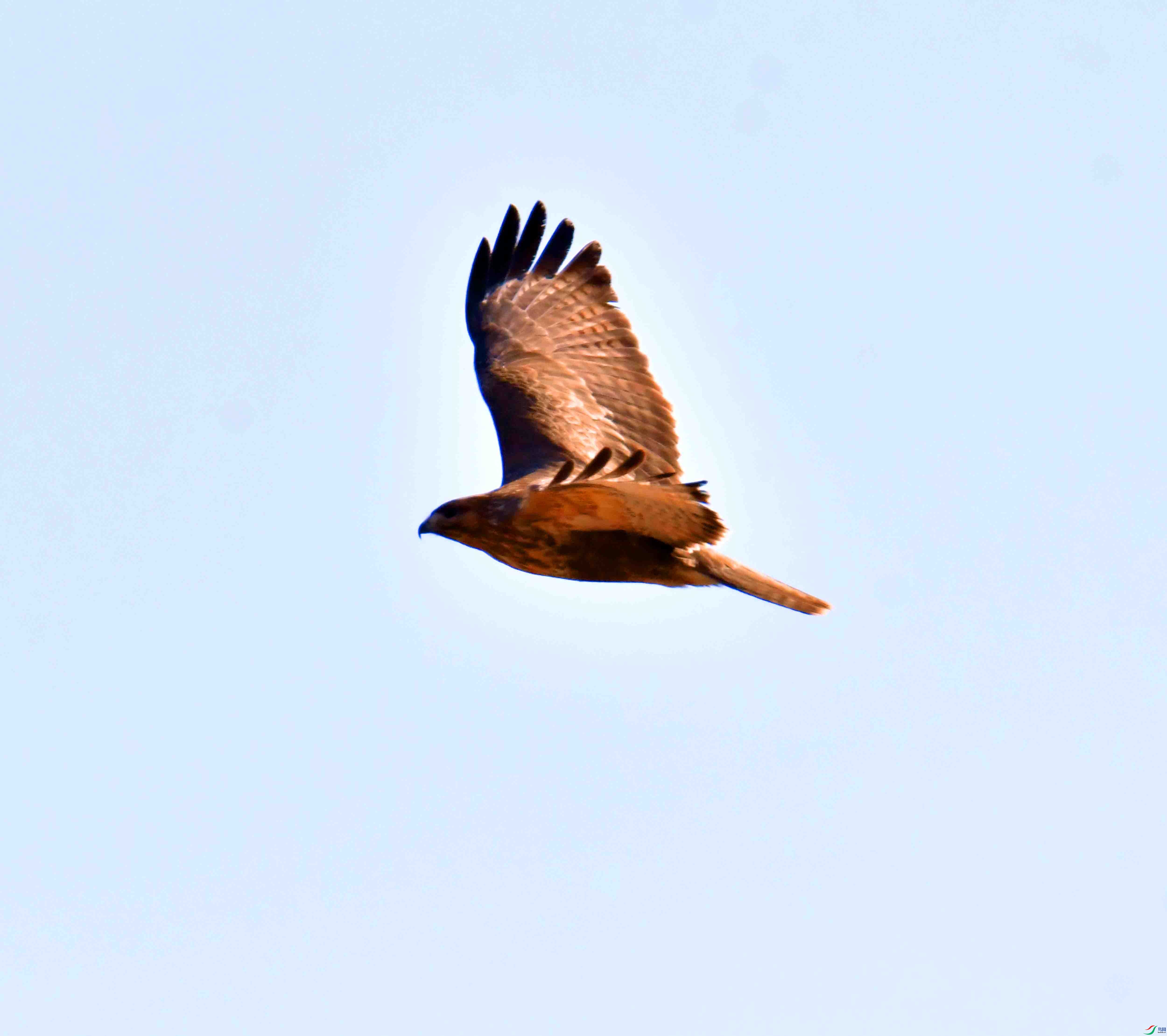 DSC_0935.JPG