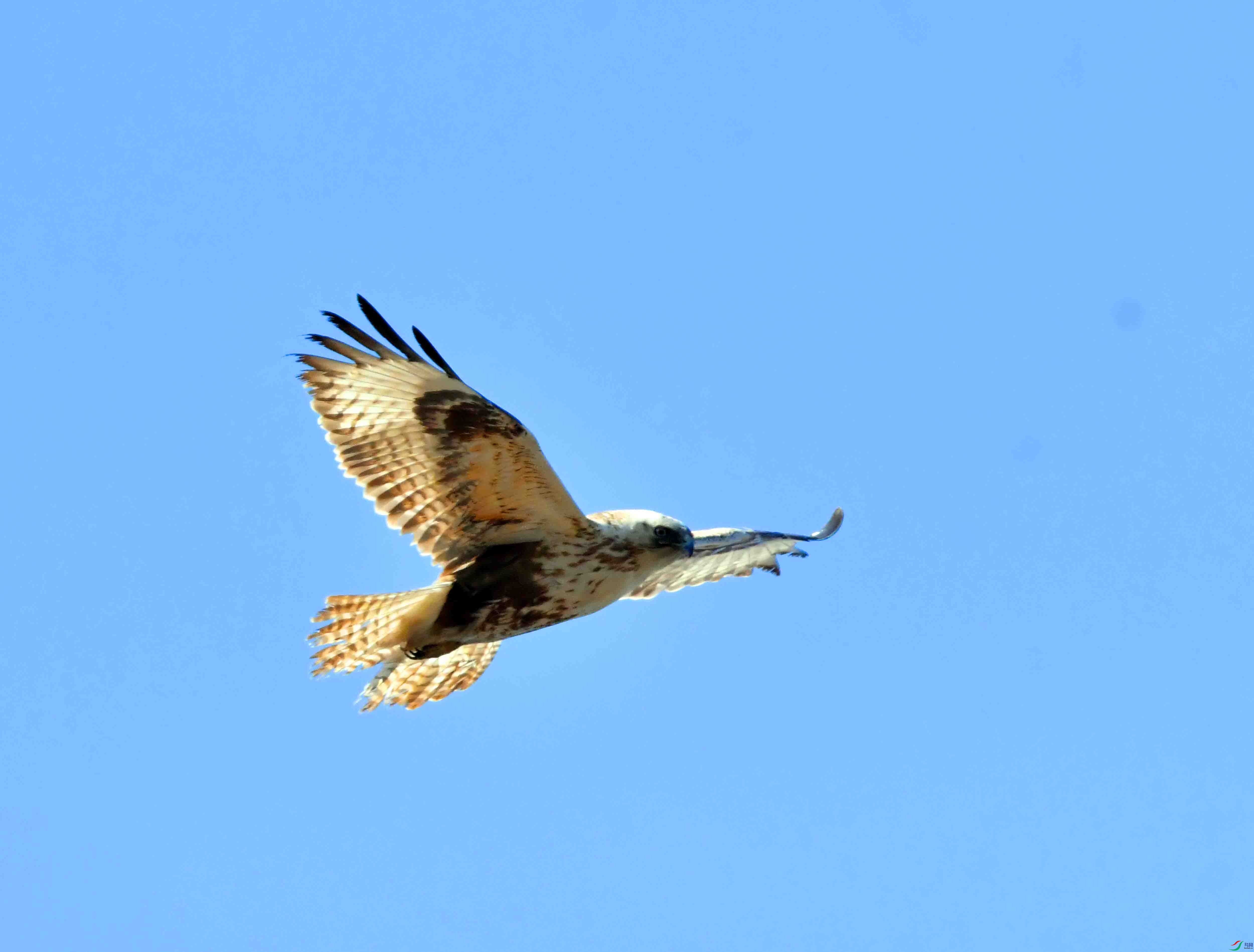 DSC_0917.JPG