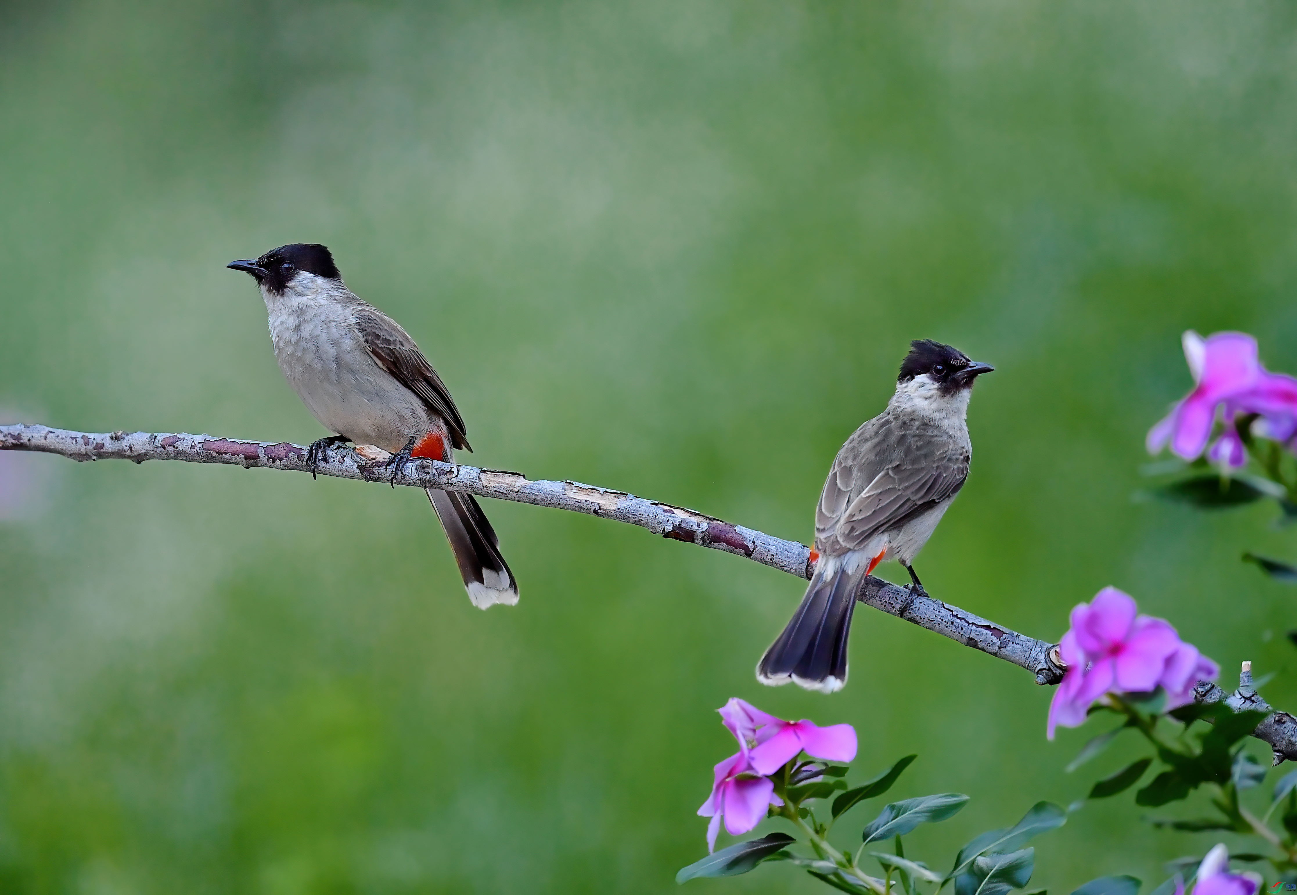 DSC_2820-DeNoiseAI-low-light.jpg
