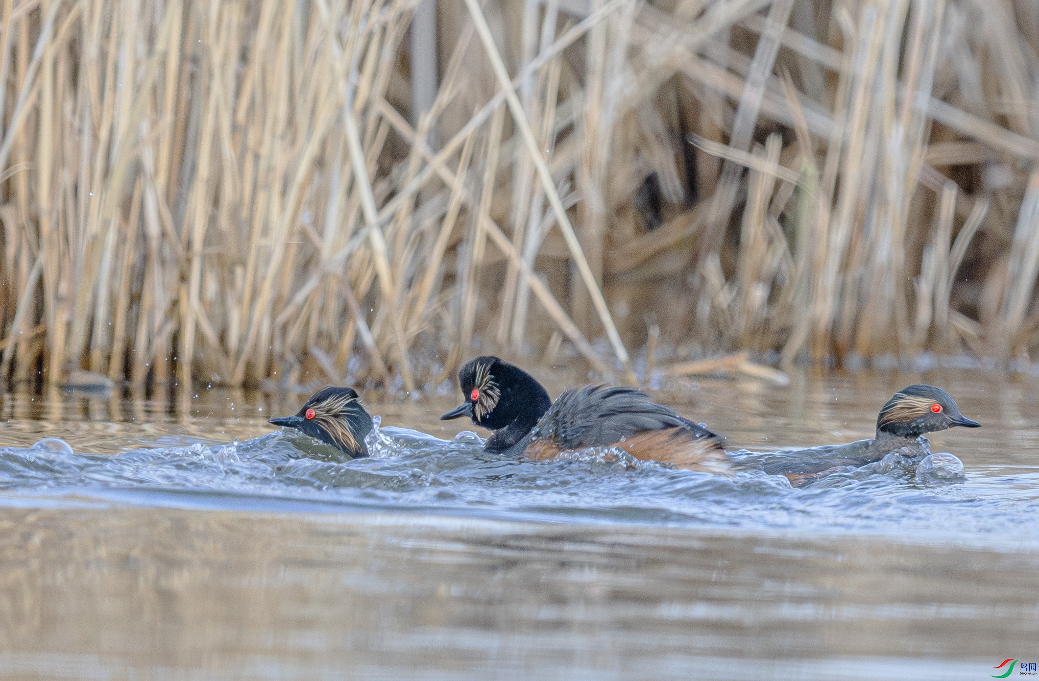 DSC_2293-����ǿ-NR ����.jpg