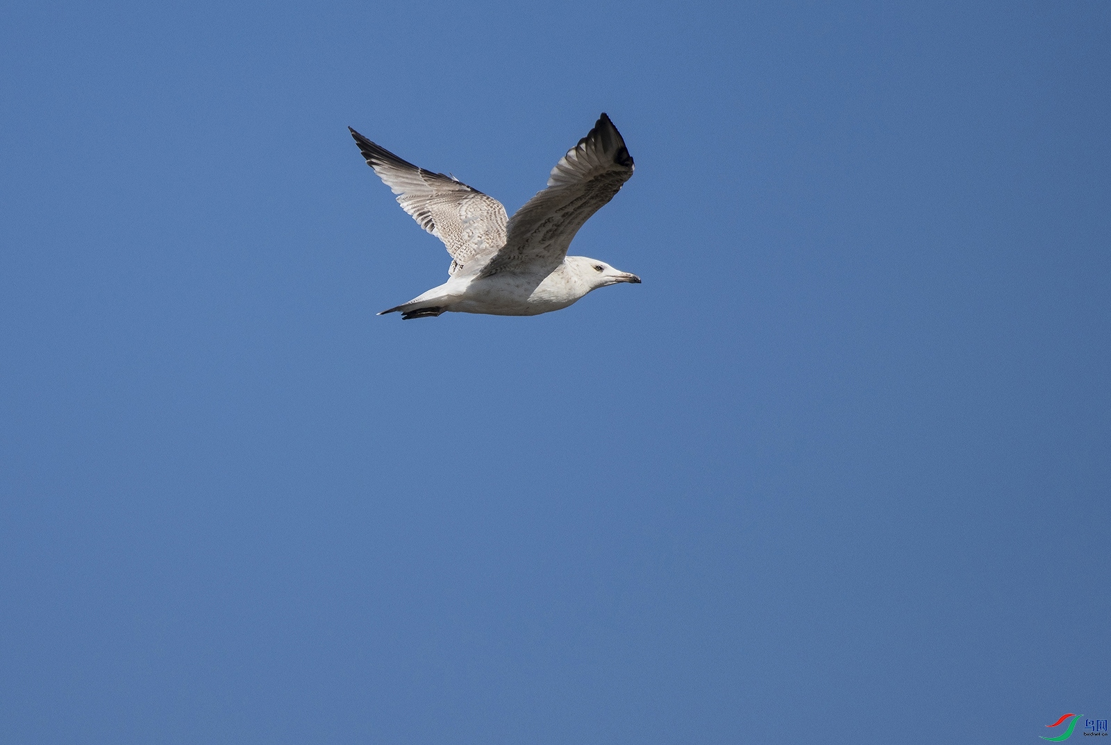 90D3 ����.jpg