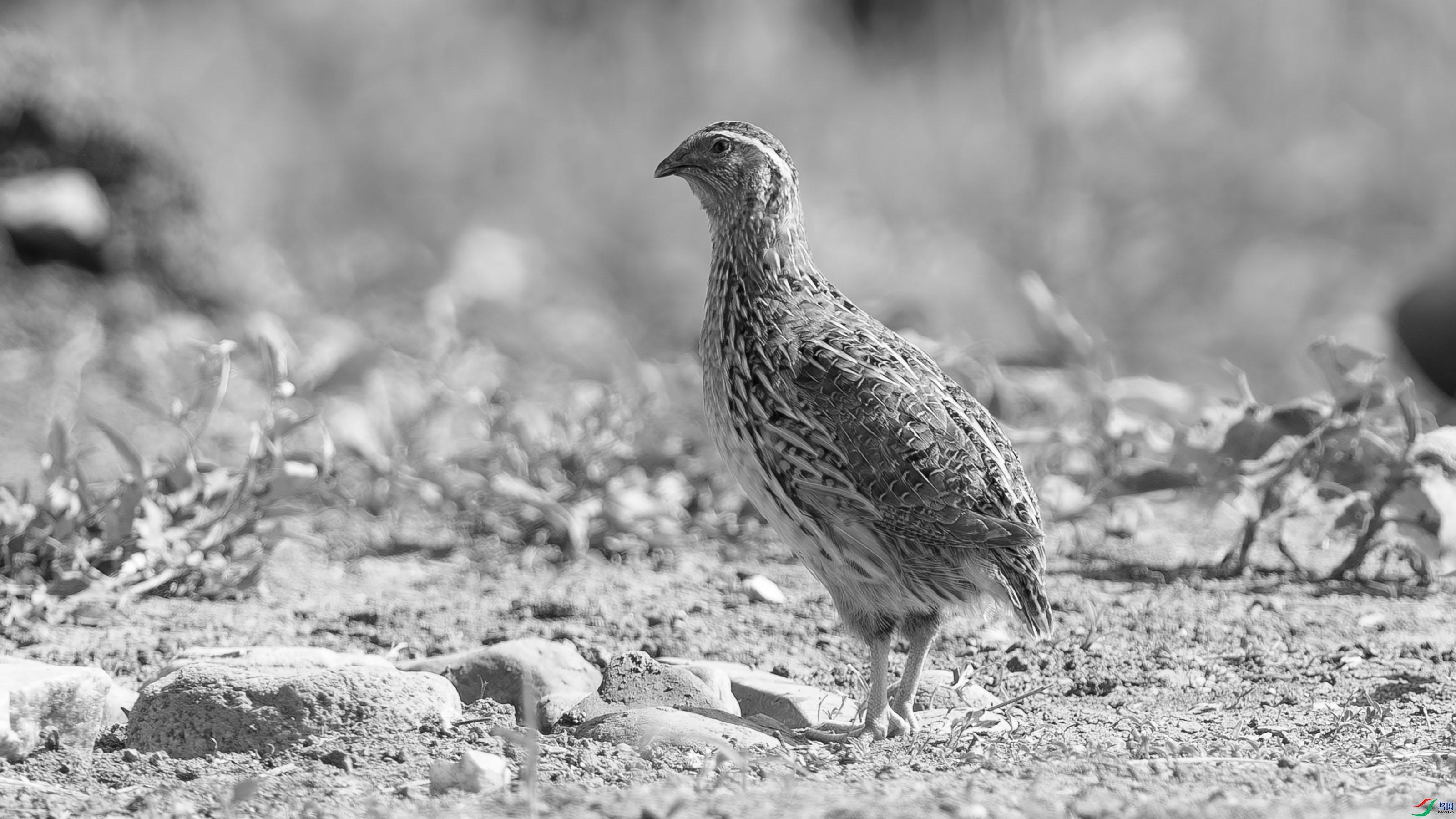 DSC07962-����ǿ-NR ���� 2.jpg