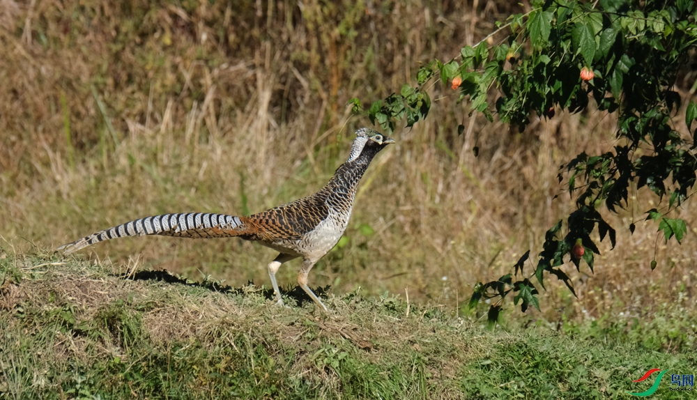 DSCF5915.1.JPG