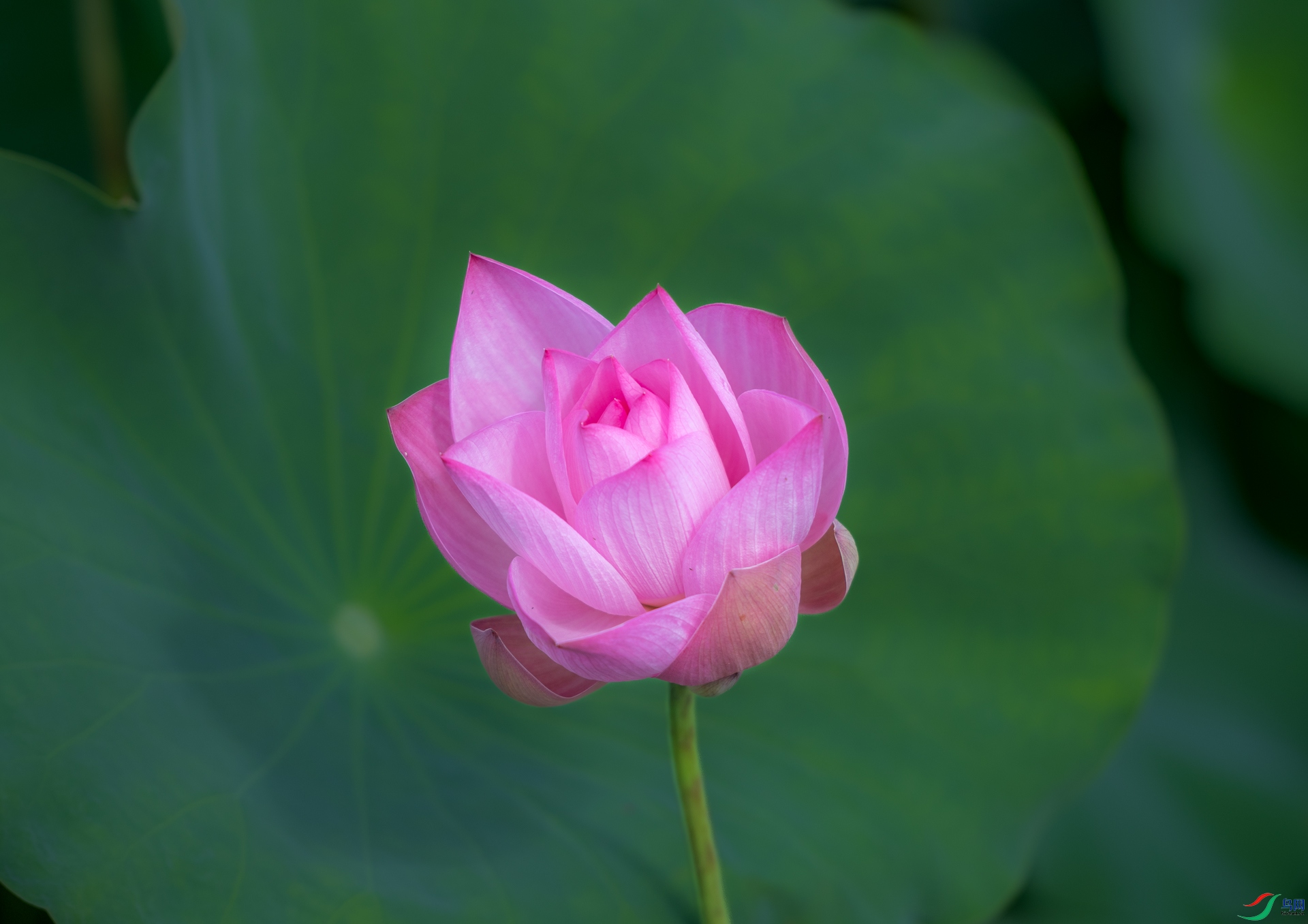 DSC_2460.jpg