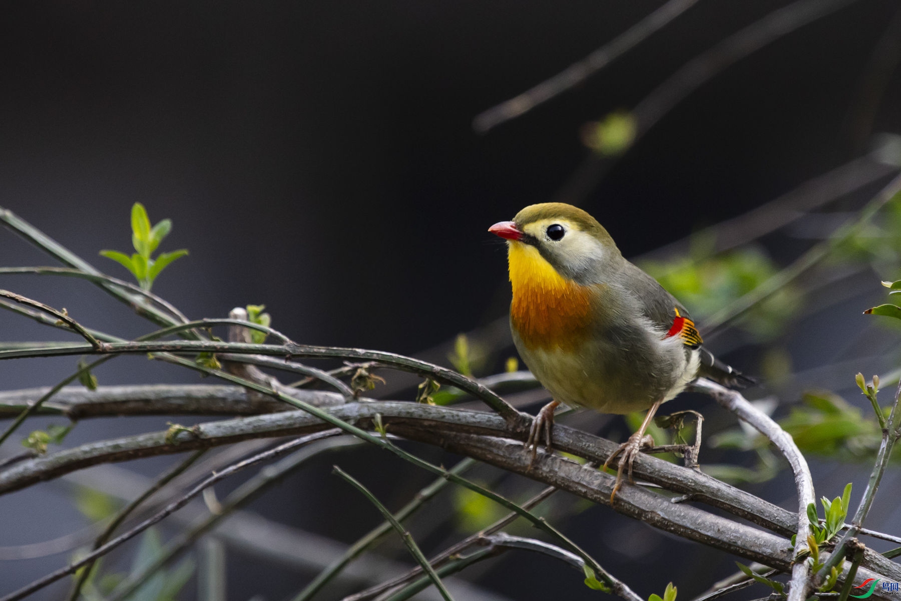 ������˼