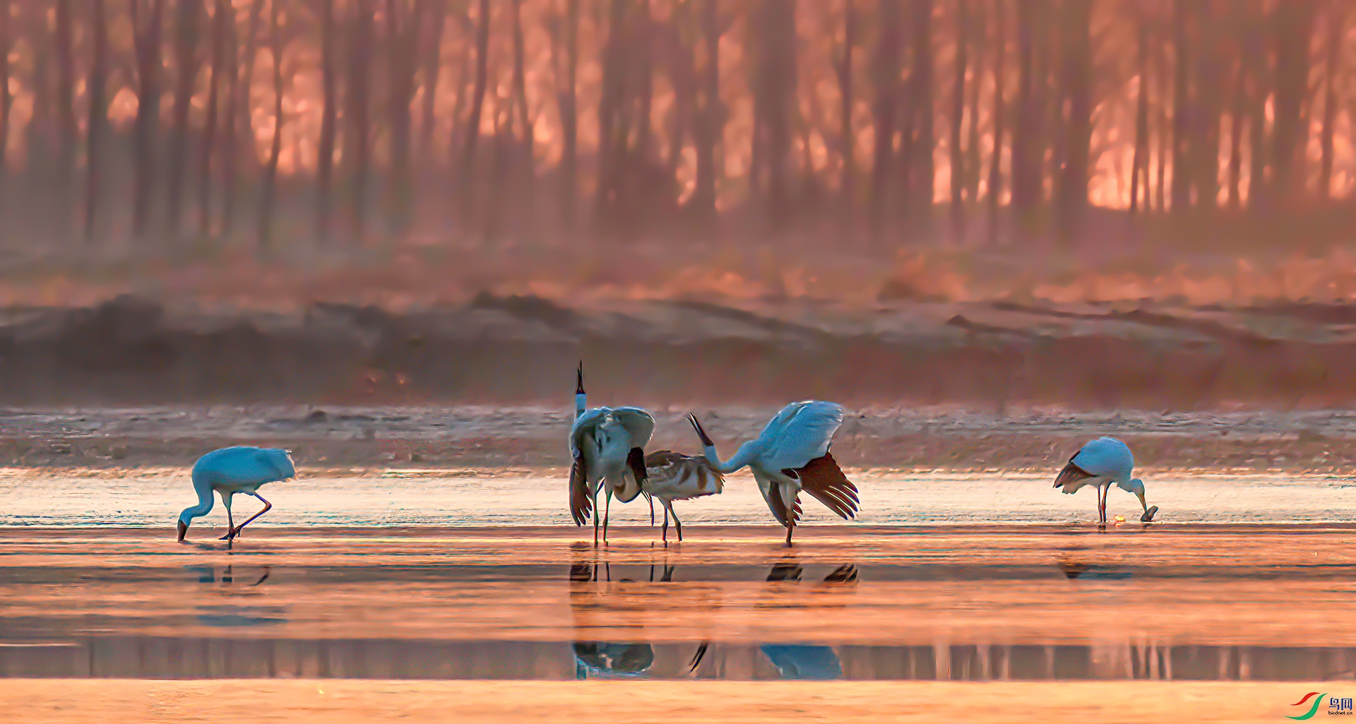 _60A0598 ����-Sh----1 .jpg