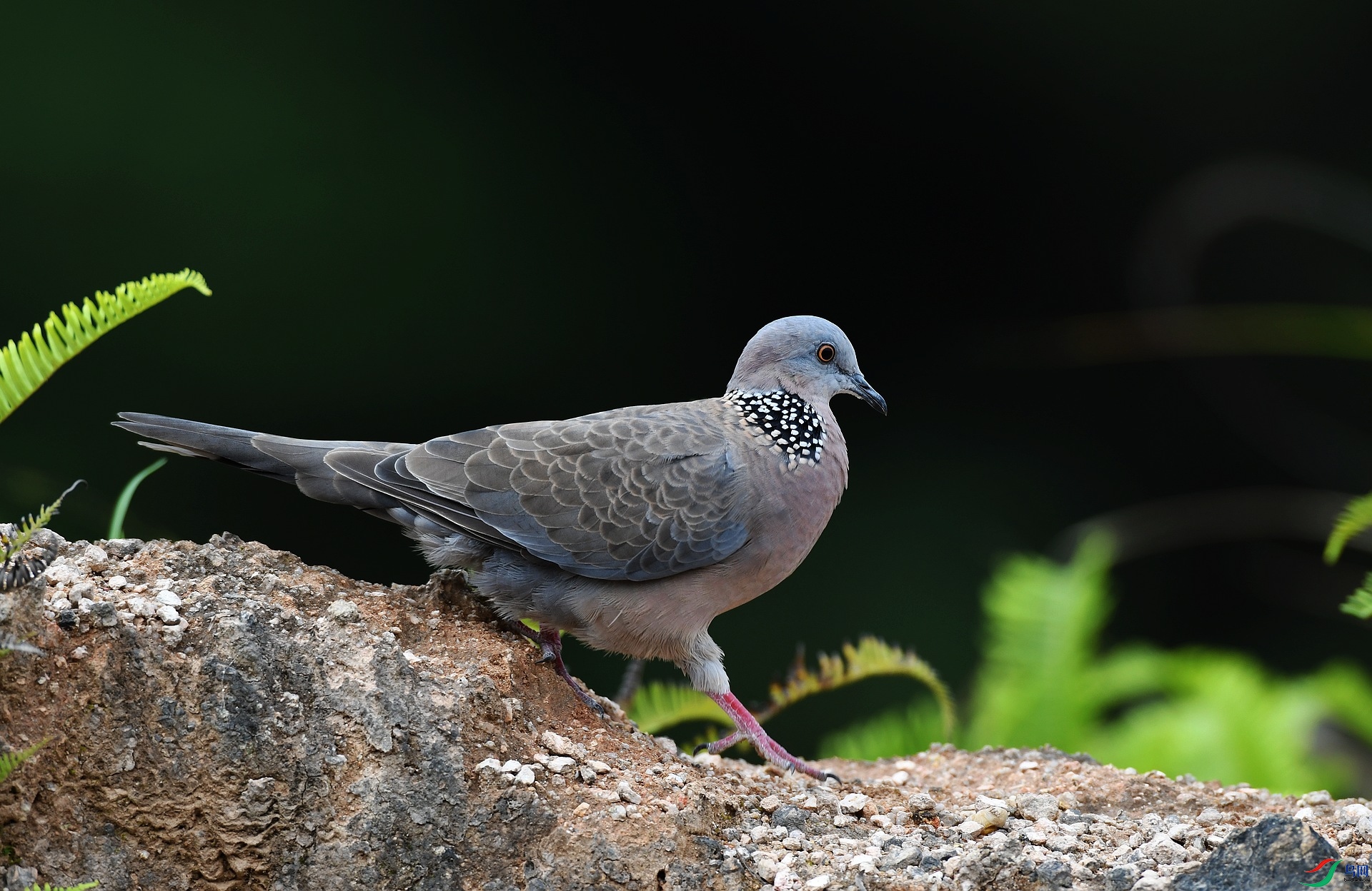 DSC_4727.jpg