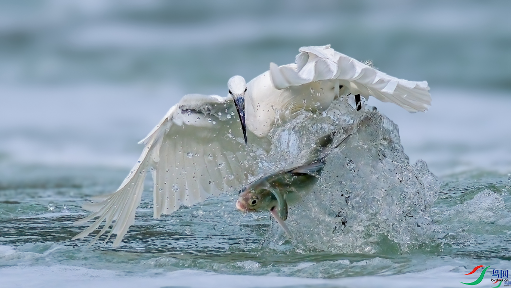 ��С�㣩�ɹ����ӣ��ٻ���Ӱʦ��������� 11.png