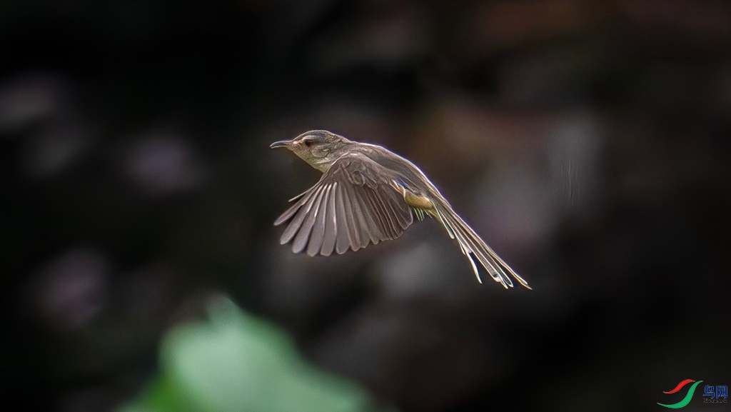 DSC_2660_����.jpg