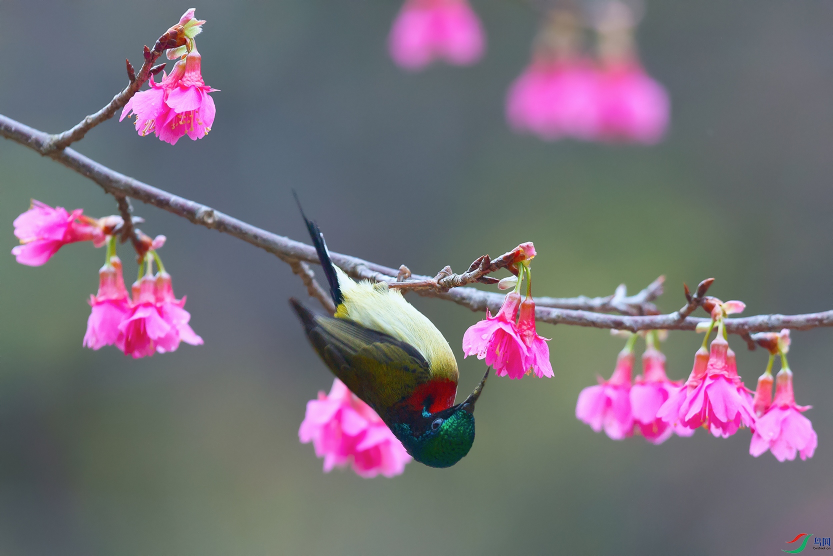 2DSC_1537_DxOa.jpg