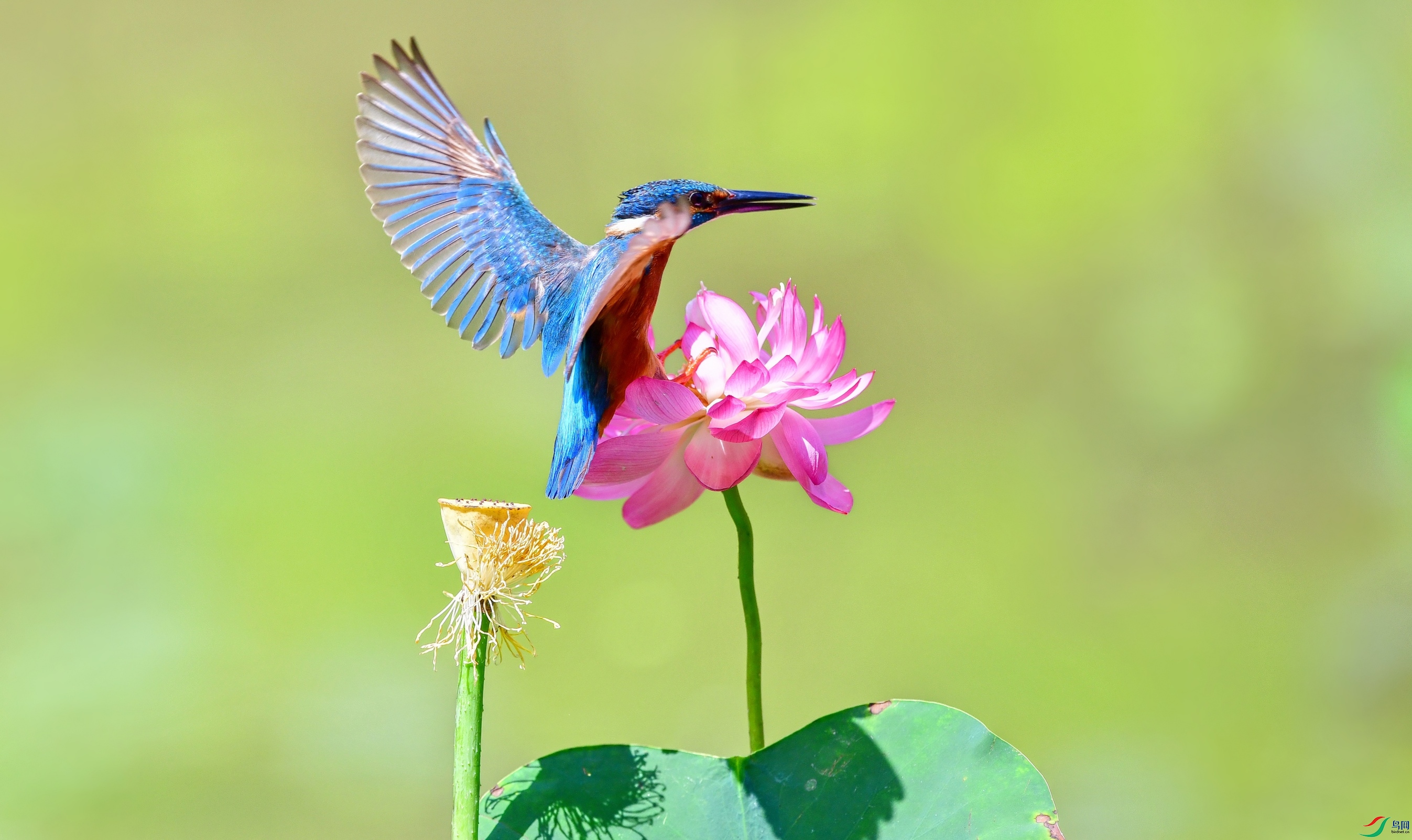 DSC_3519_conew4.jpg