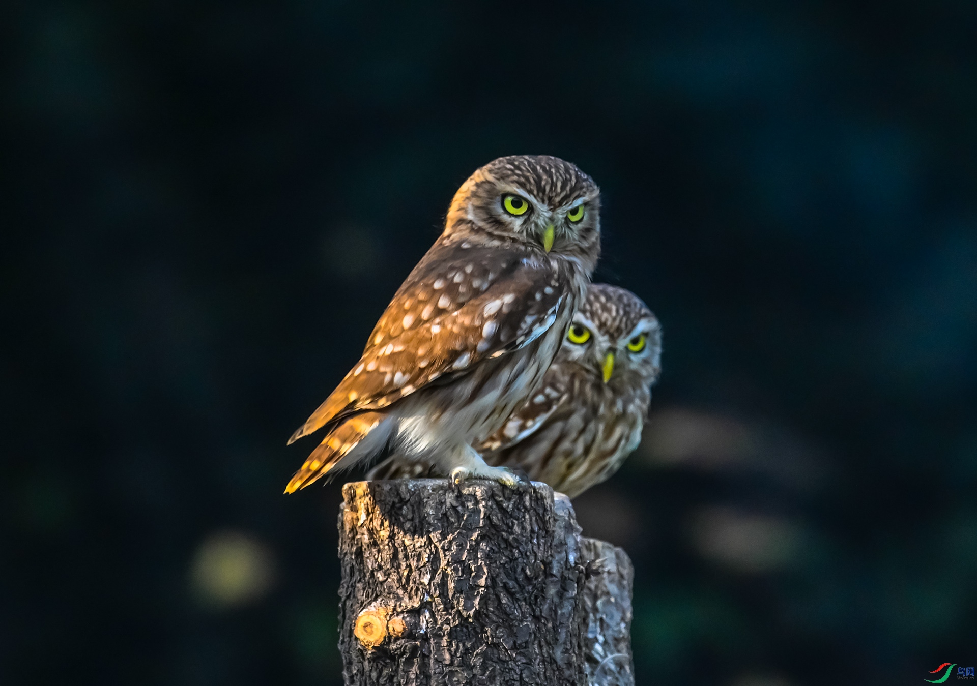 ���Ƹ�С�^