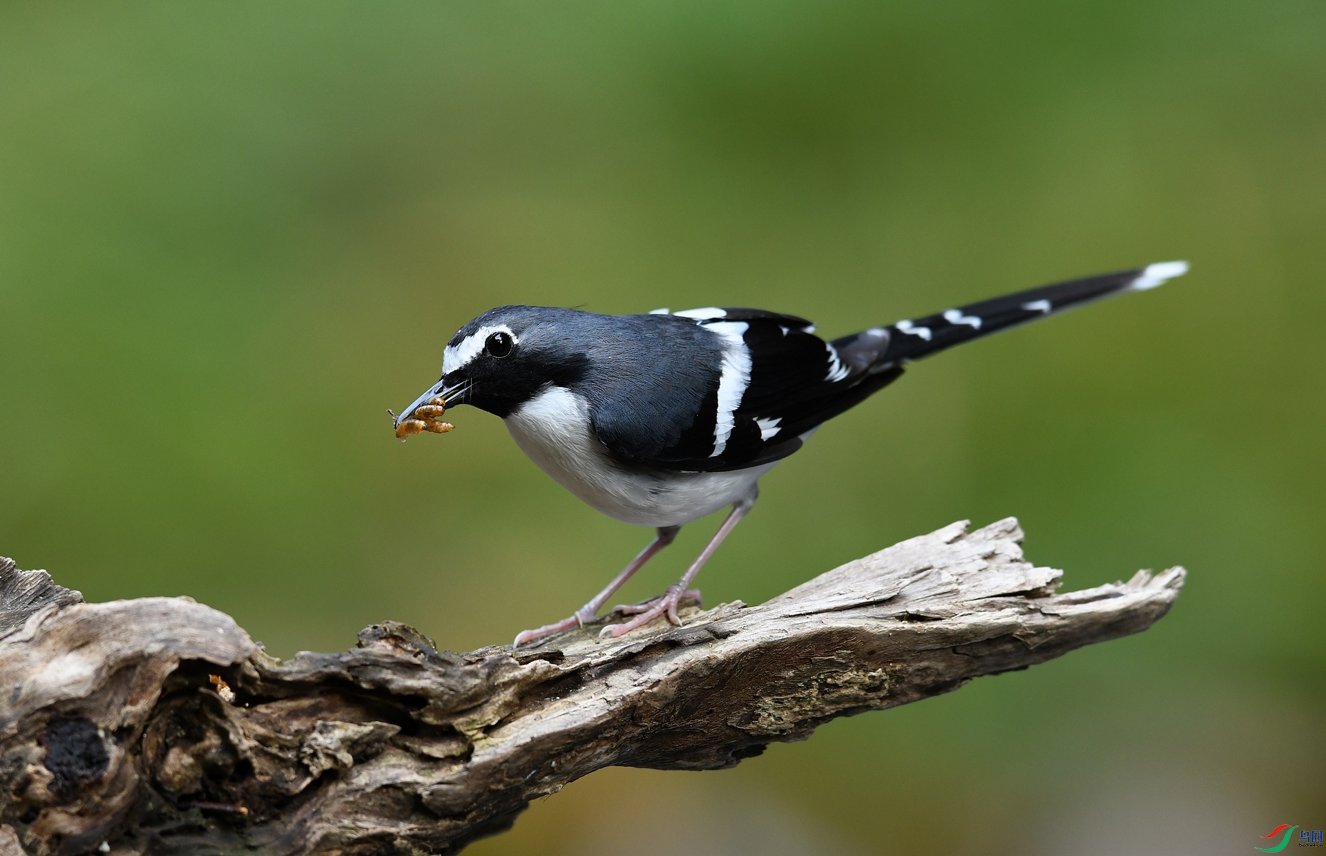 DSC_0075.jpg