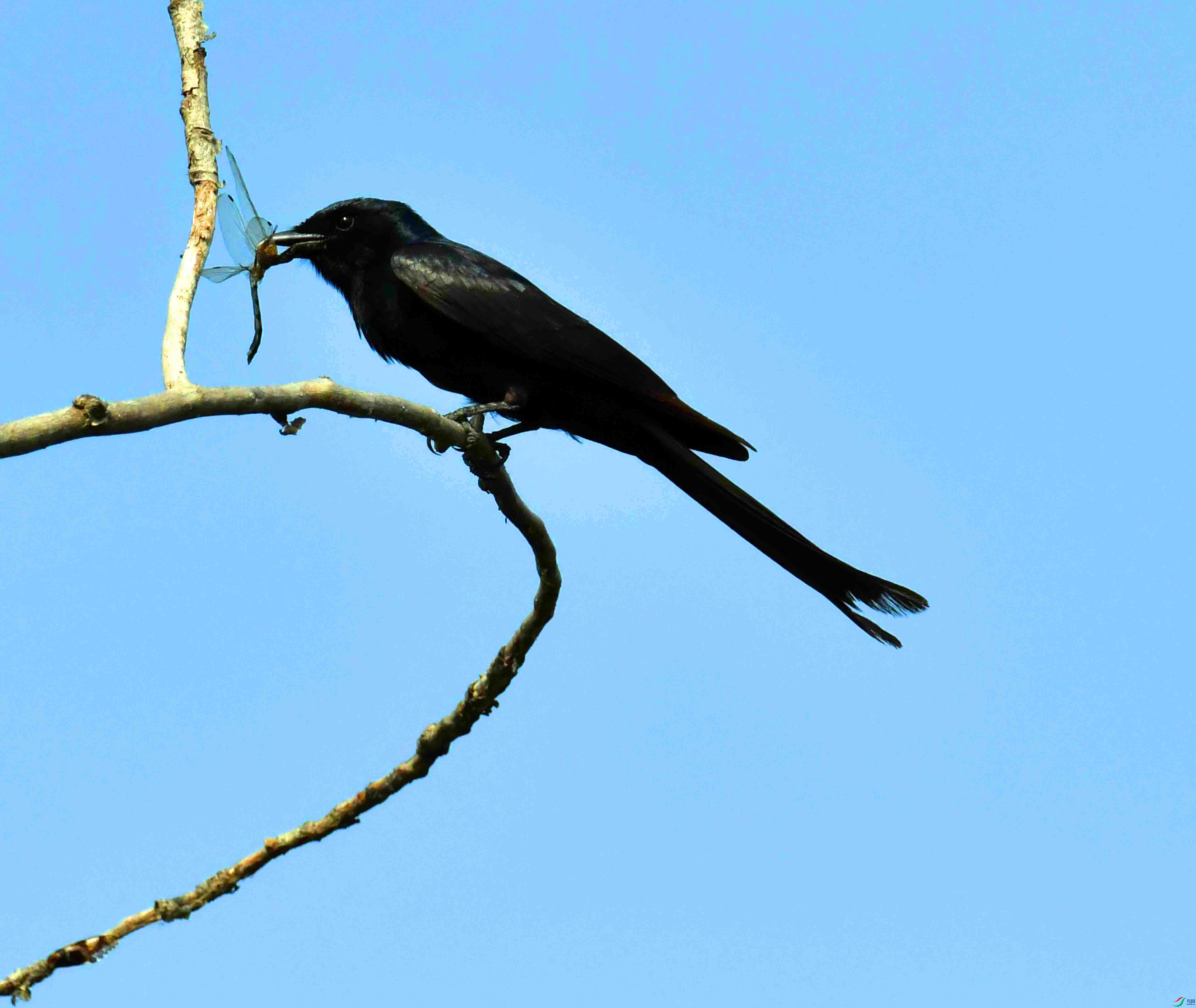 DSC_2327.JPG