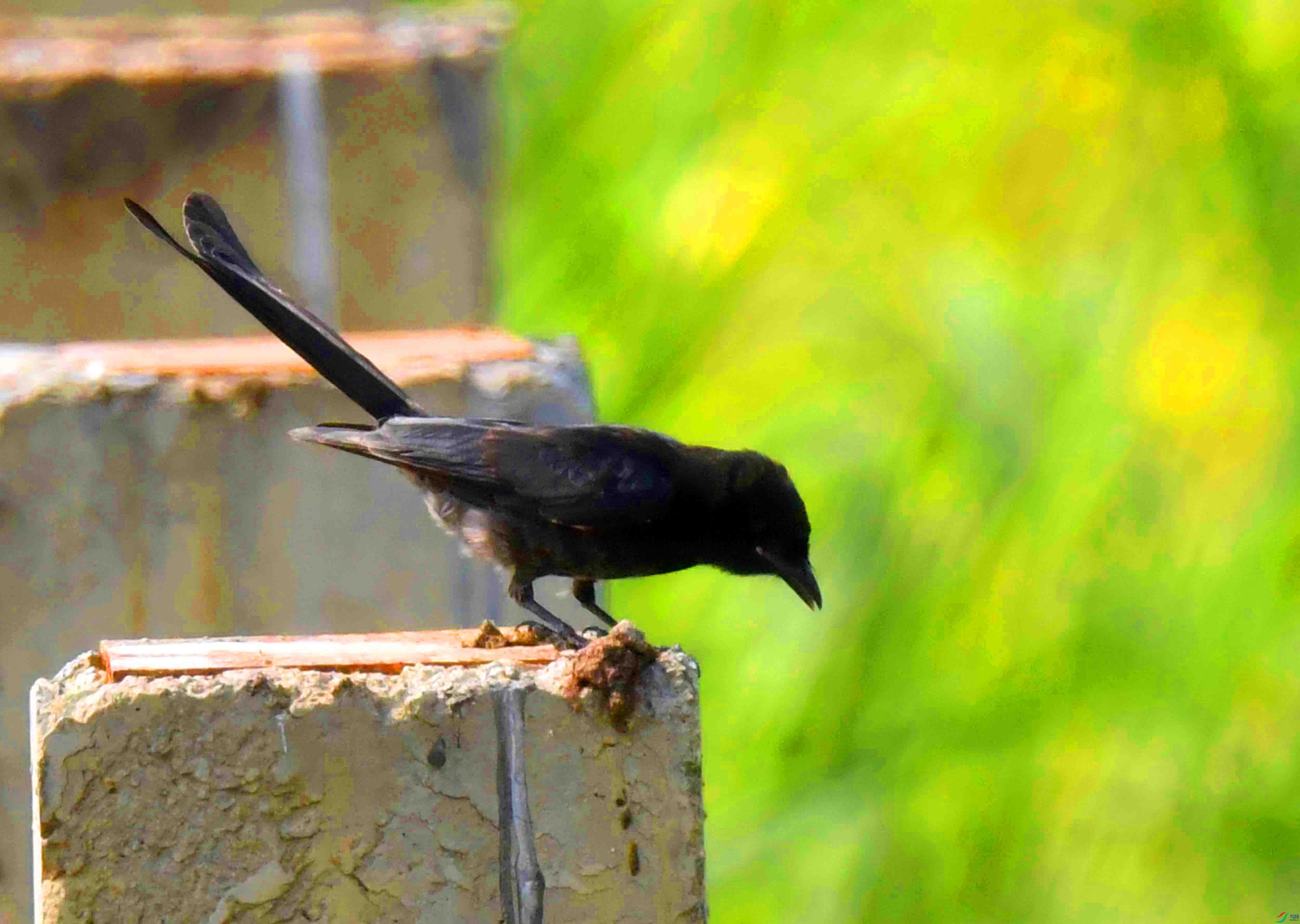 DSC_2382.JPG