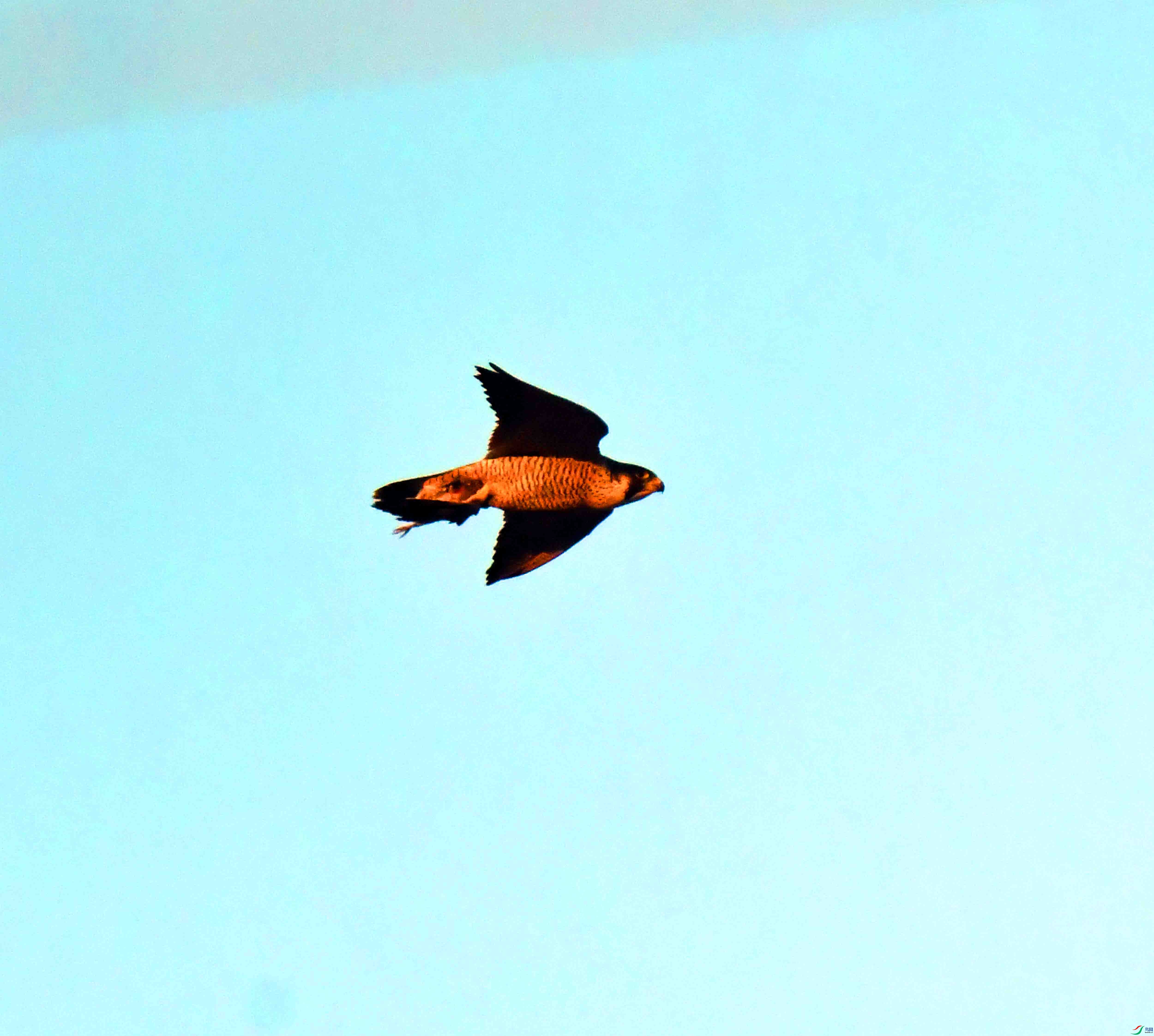 DSC_7040.JPG