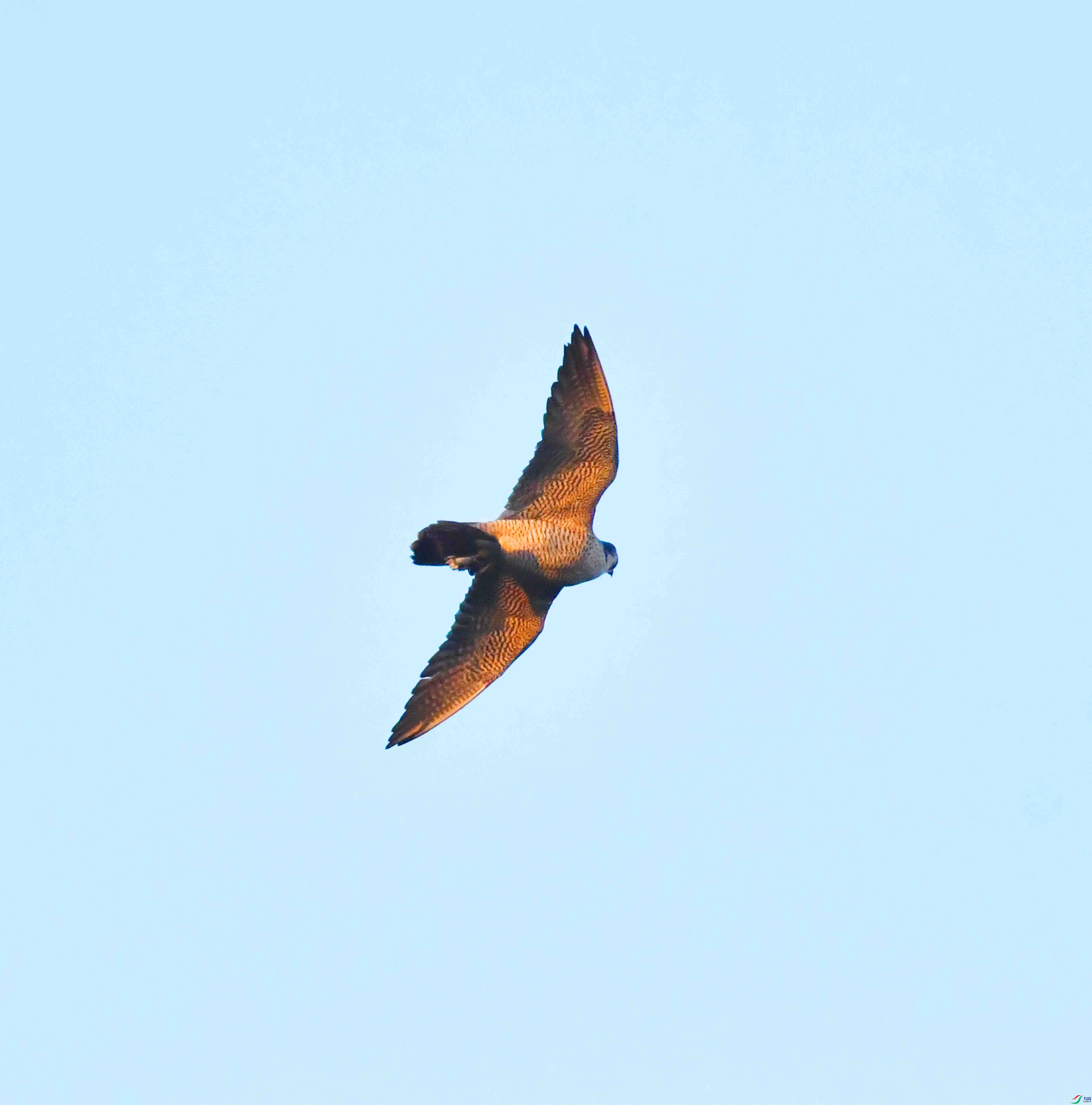 DSC_7042.JPG