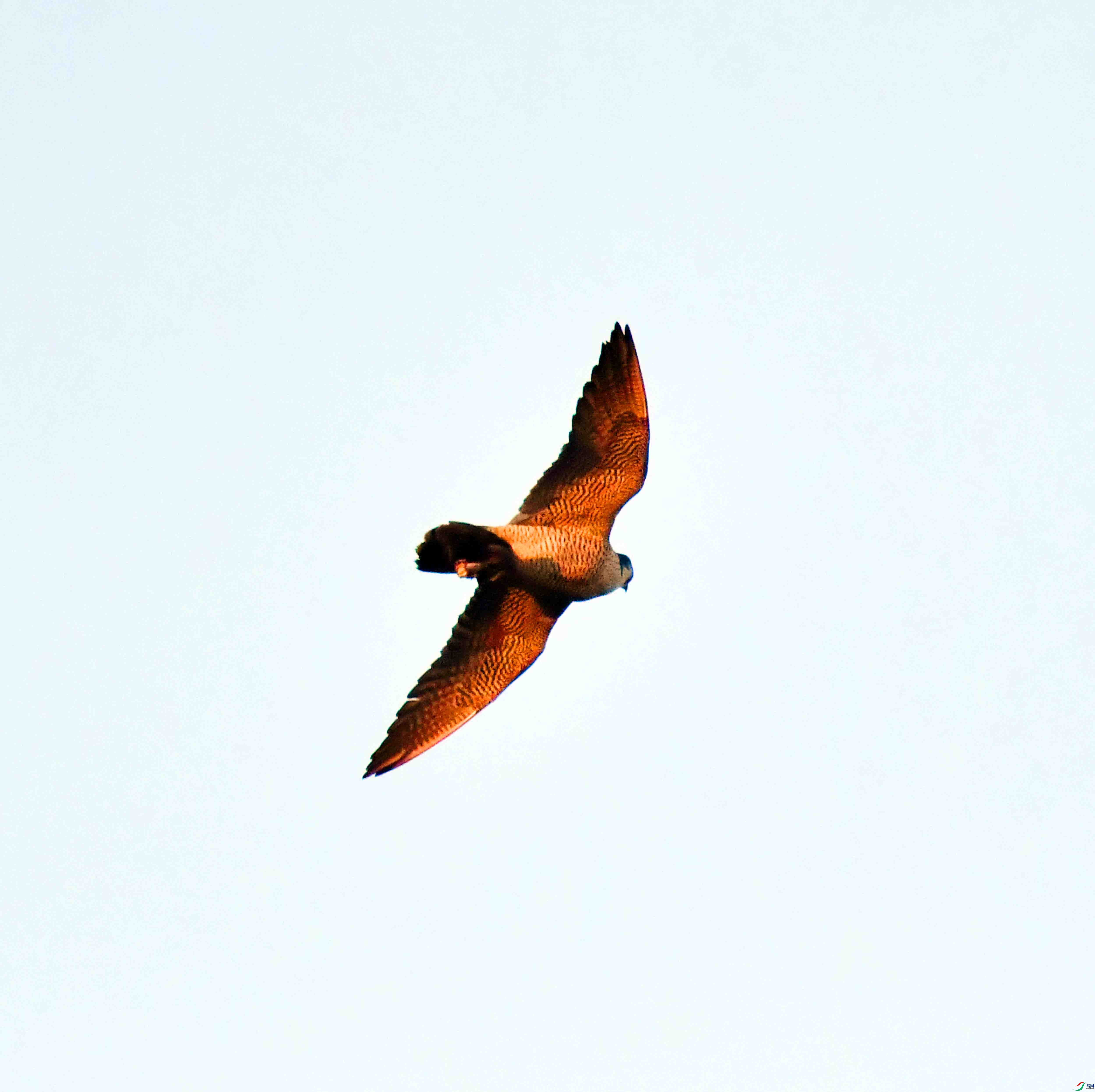 DSC_7043.JPG