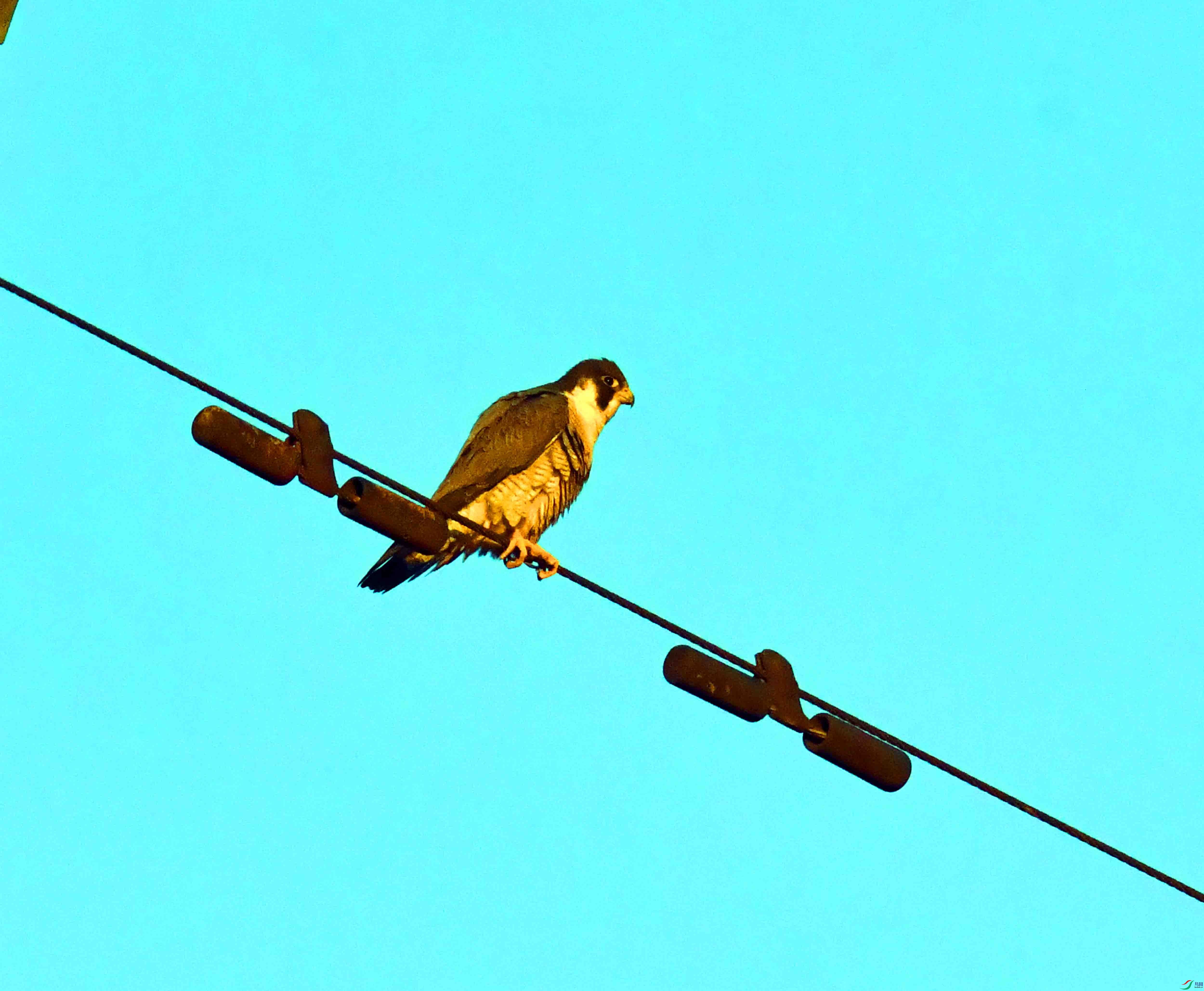 DSC_7989.JPG