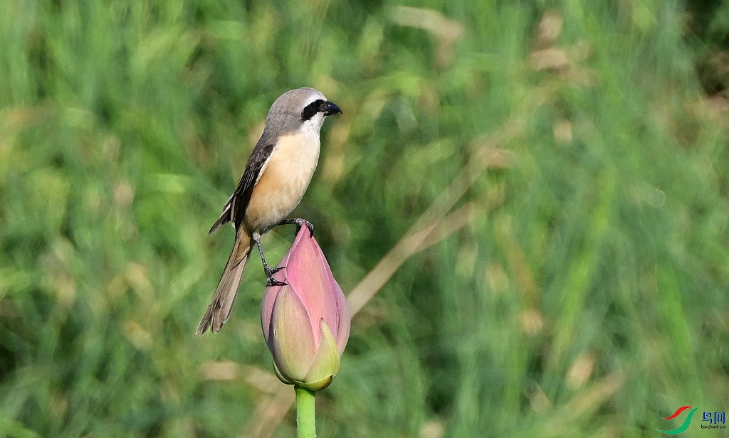 DSC_0033 - ����.JPG