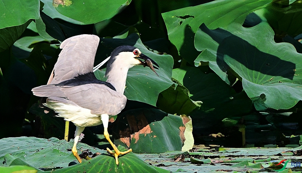 DSC_0033.JPG