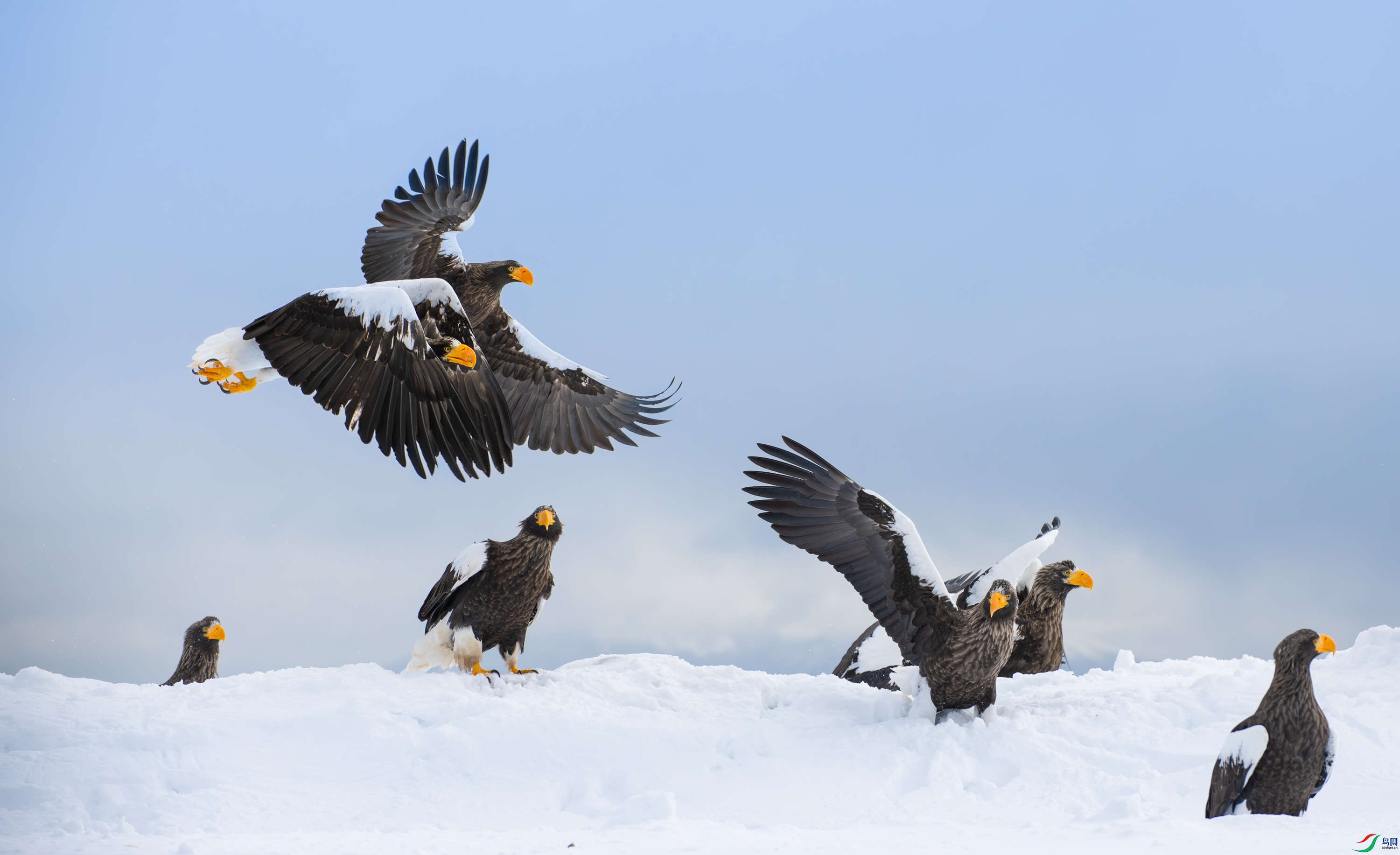DSC_6130-����ǿ-NR-11.jpg